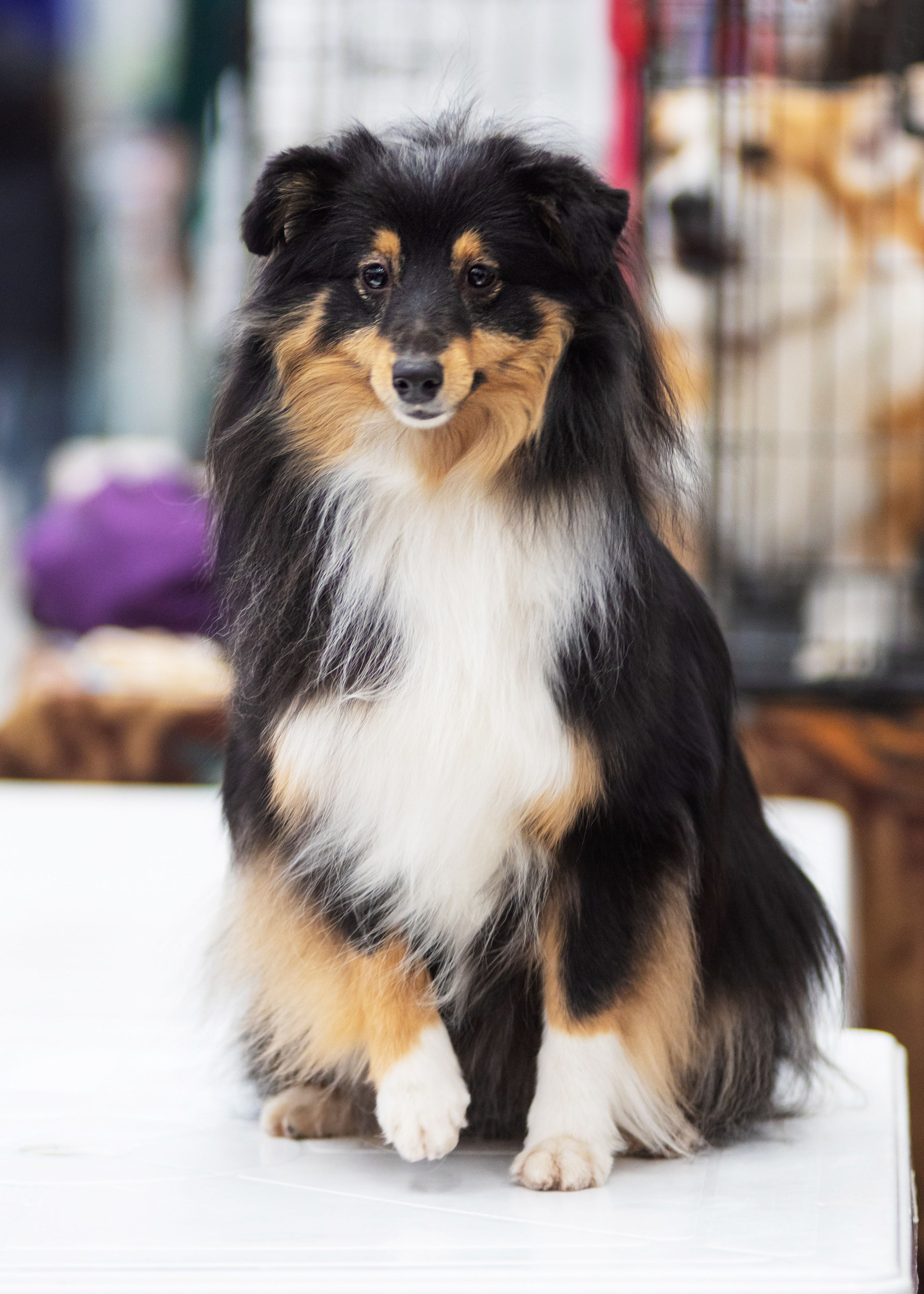 Выставка собак тюмень 14.01.2023. Дог-фотограф в Тюмени Александра Королева