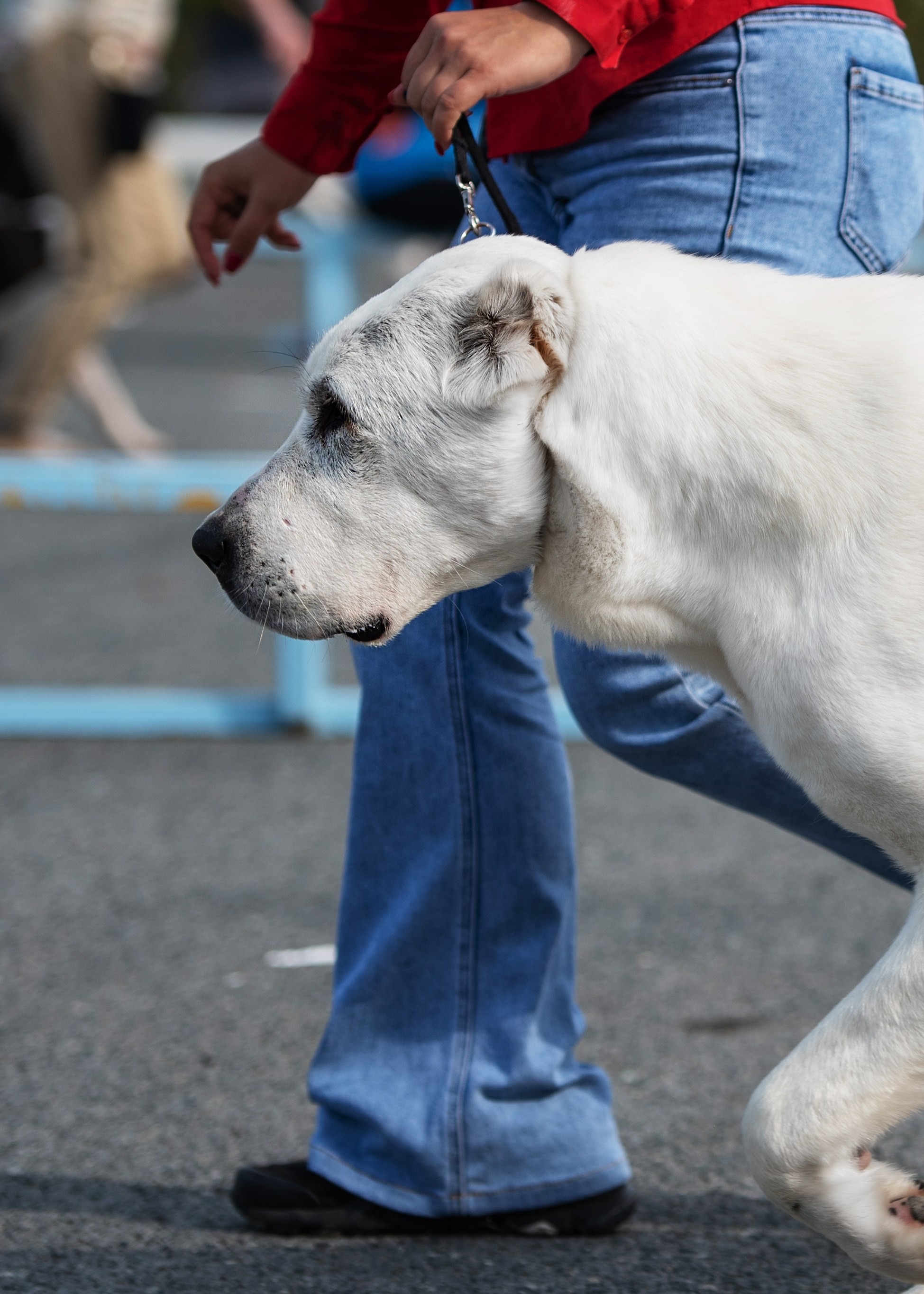 Выставка собак Тюмень 02.09.2023. Дог-фотограф в Тюмени Александра Королева