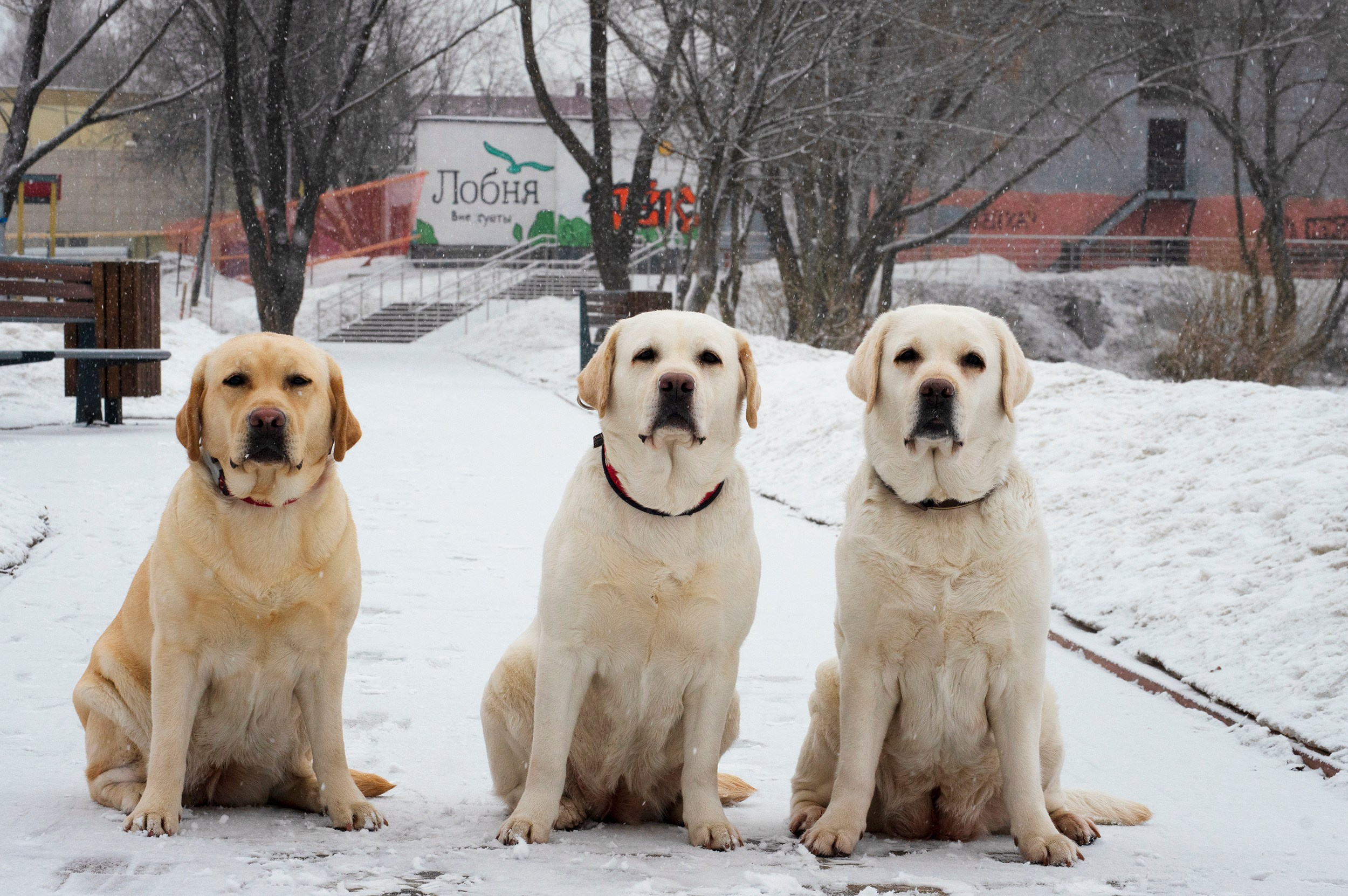 Animals. Фотограф Сергей Мосевнин
