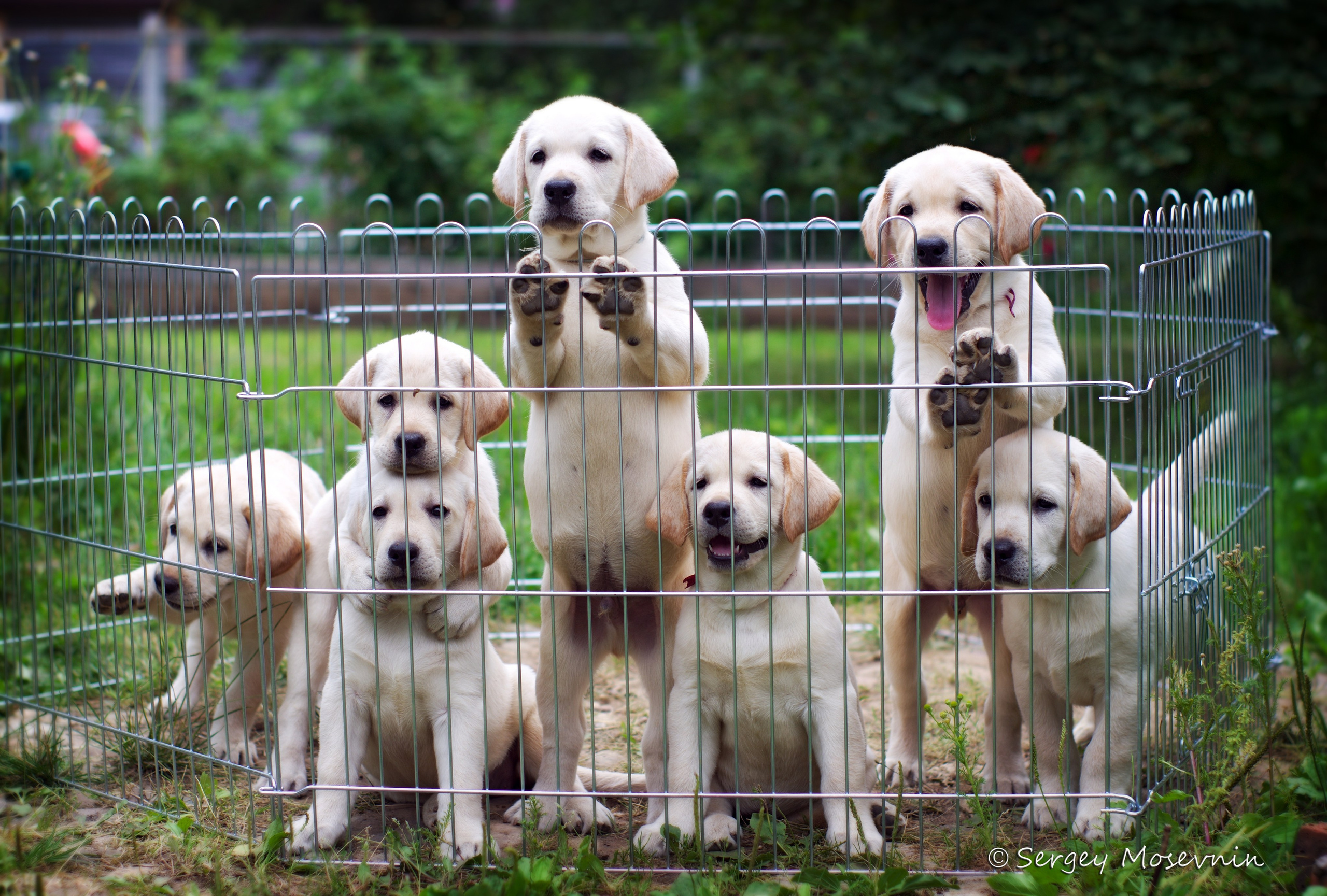 Animals. Фотограф Сергей Мосевнин