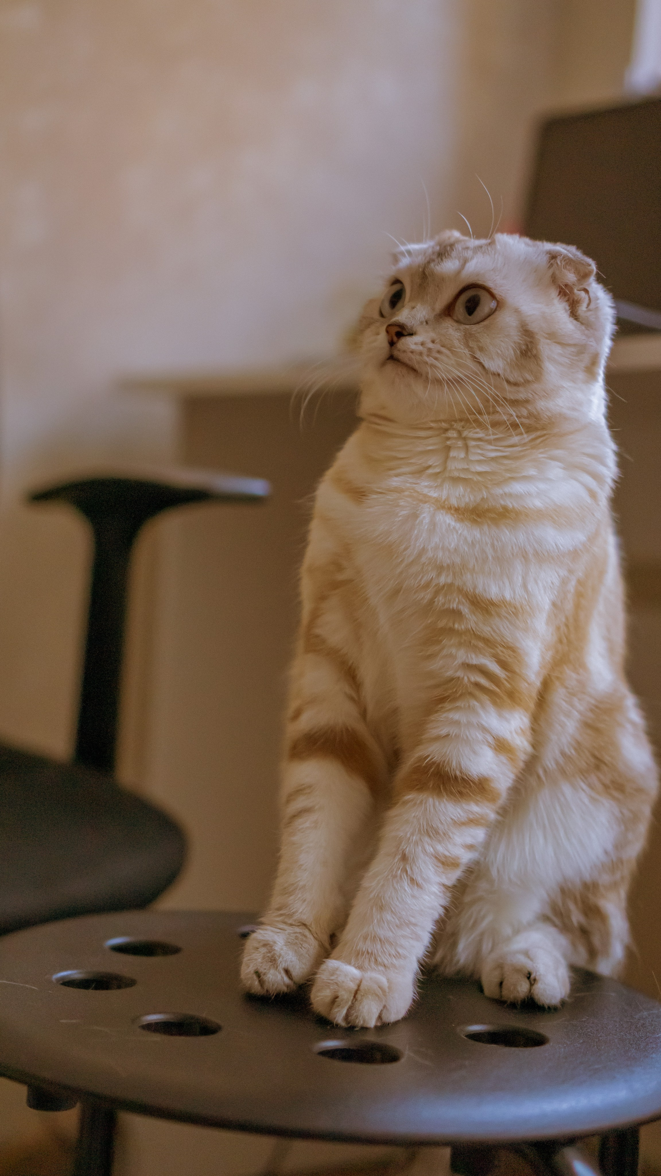 Ария. Фотограф в Кстово и Нижнем Новгороде KOLOSOK