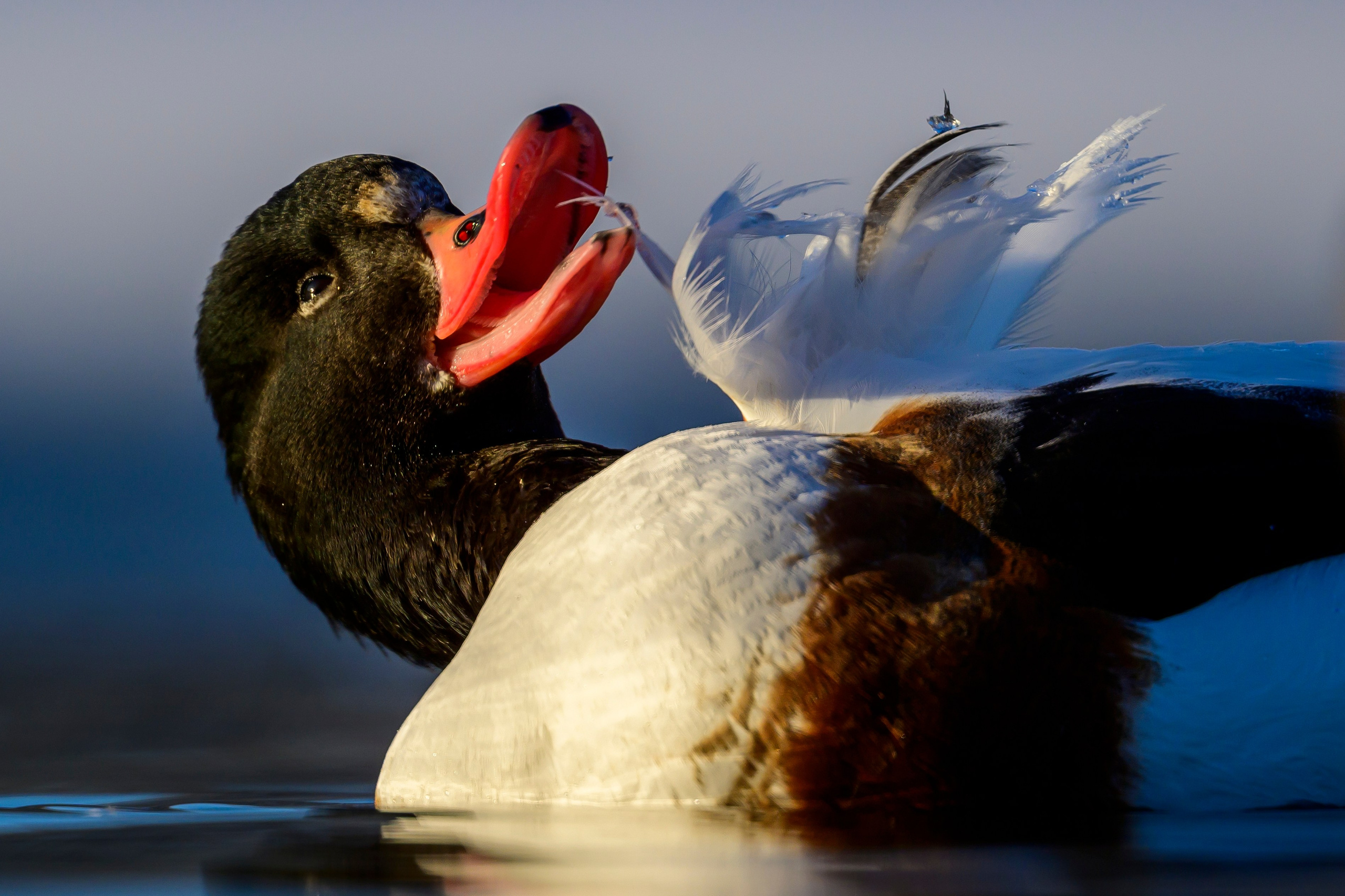 Нырки, гуси, лебеди. Pochards, geese, swans. Wildlife photography by Sergey Puponin