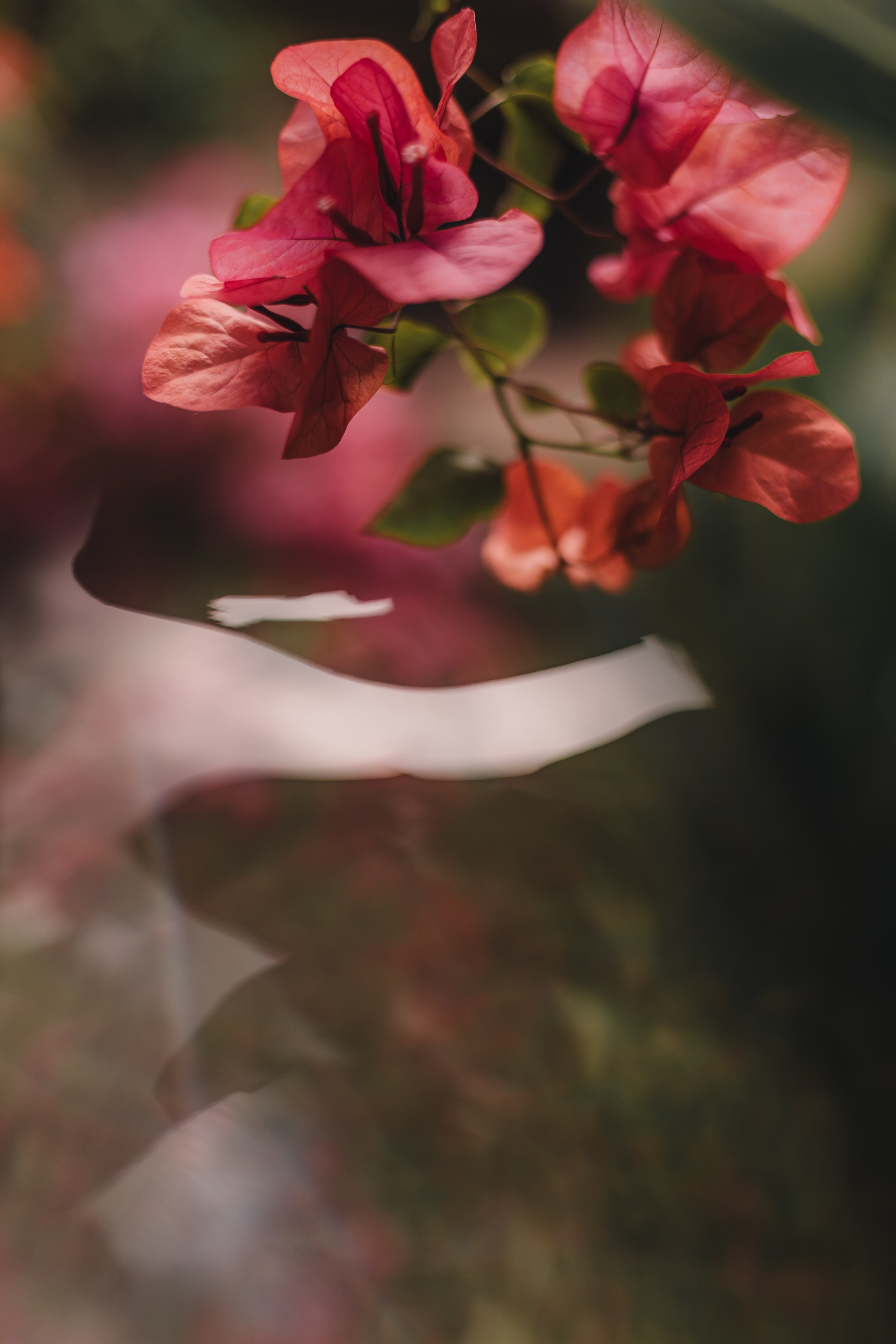 Весна на острове. Mariam Bagdasaryan