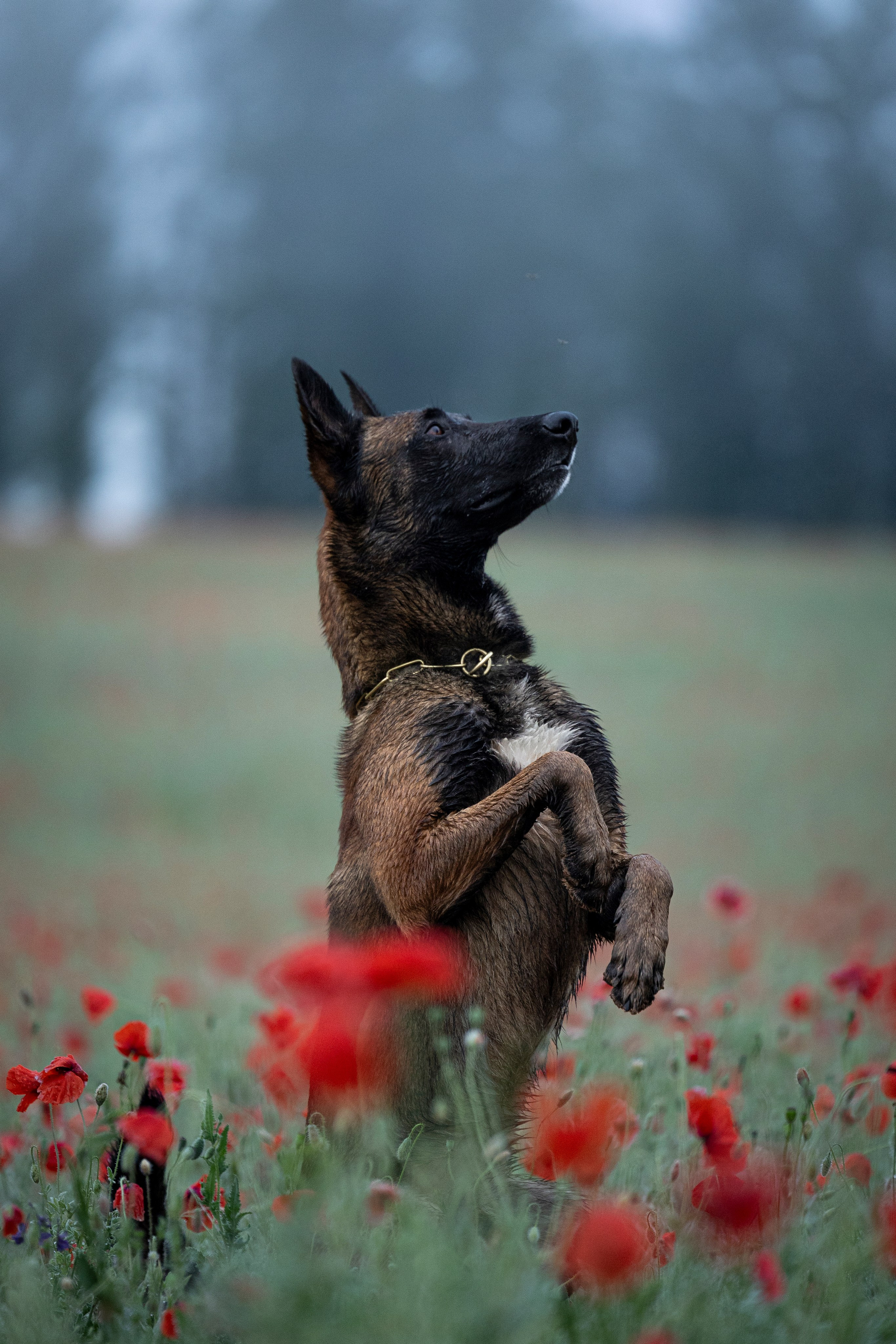 Маковое поле. Фотограф-анималист Анна Маринич