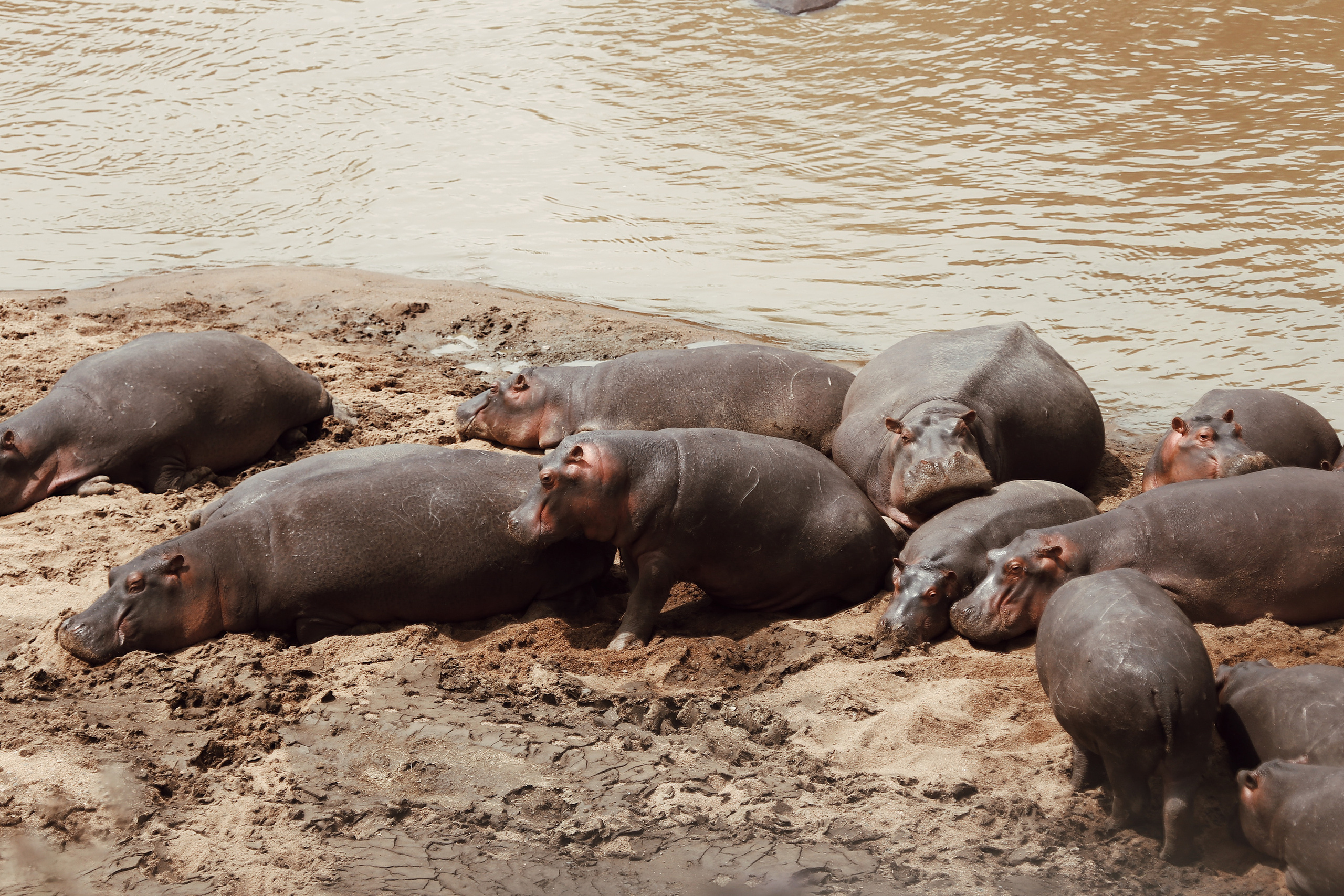 Kenya. Safari. Ekaterina Buneeva Photography