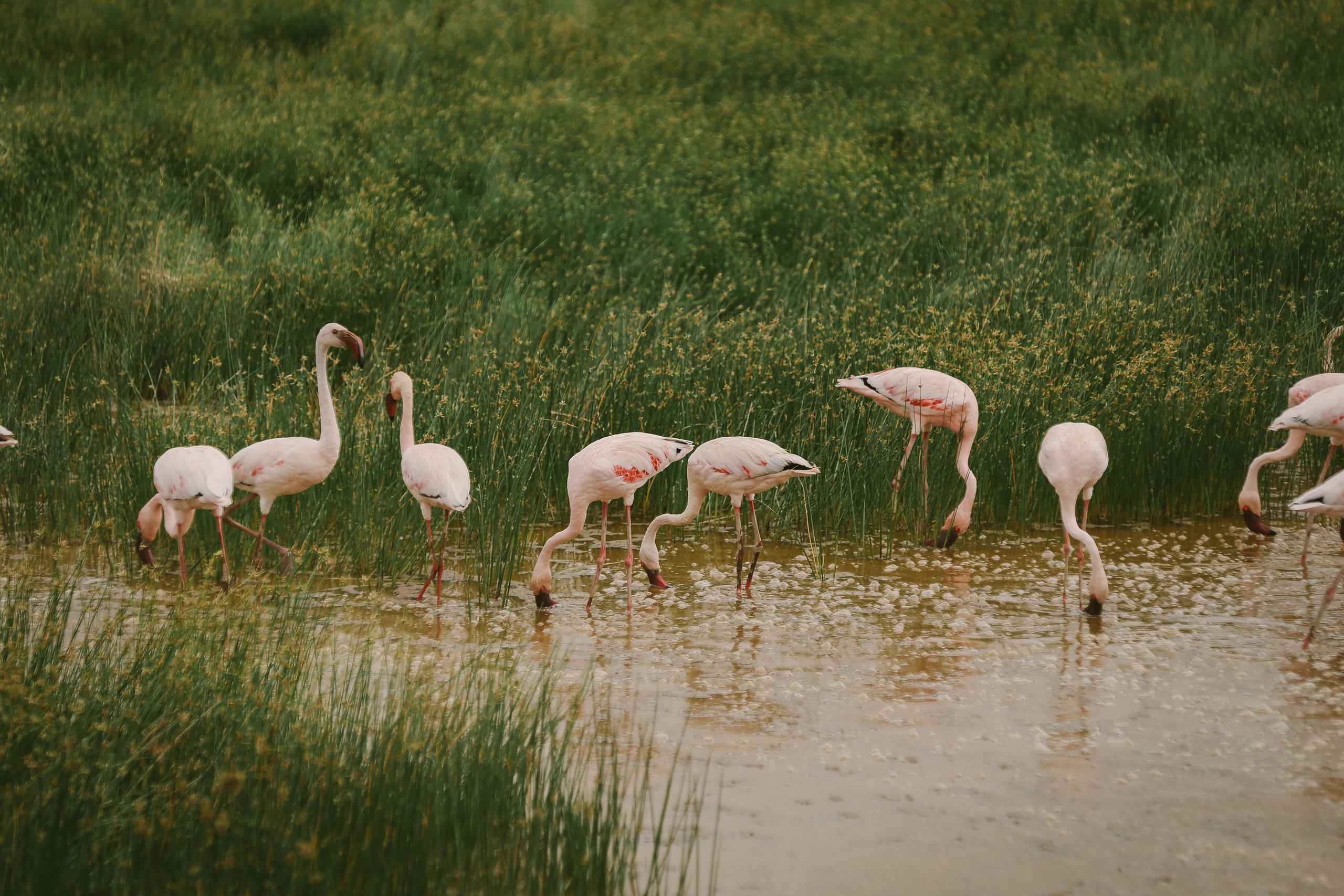 Kenya. Safari. Ekaterina Buneeva Photography