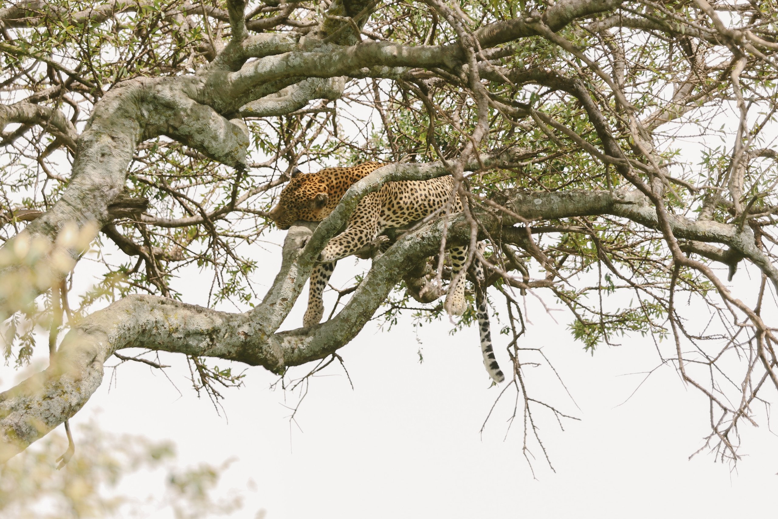 Kenya. Safari. Ekaterina Buneeva Photography