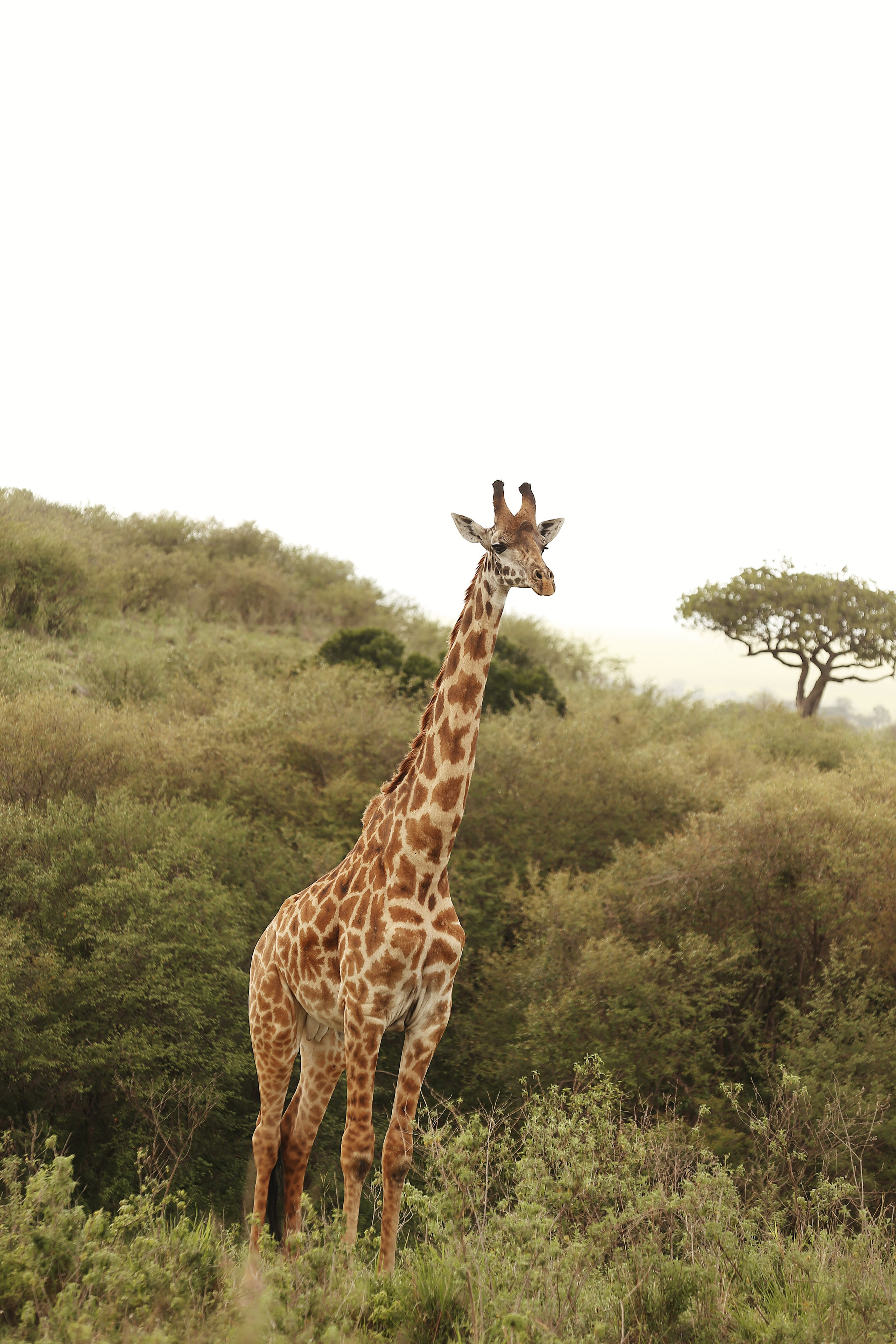 Kenya. Safari. Ekaterina Buneeva Photography