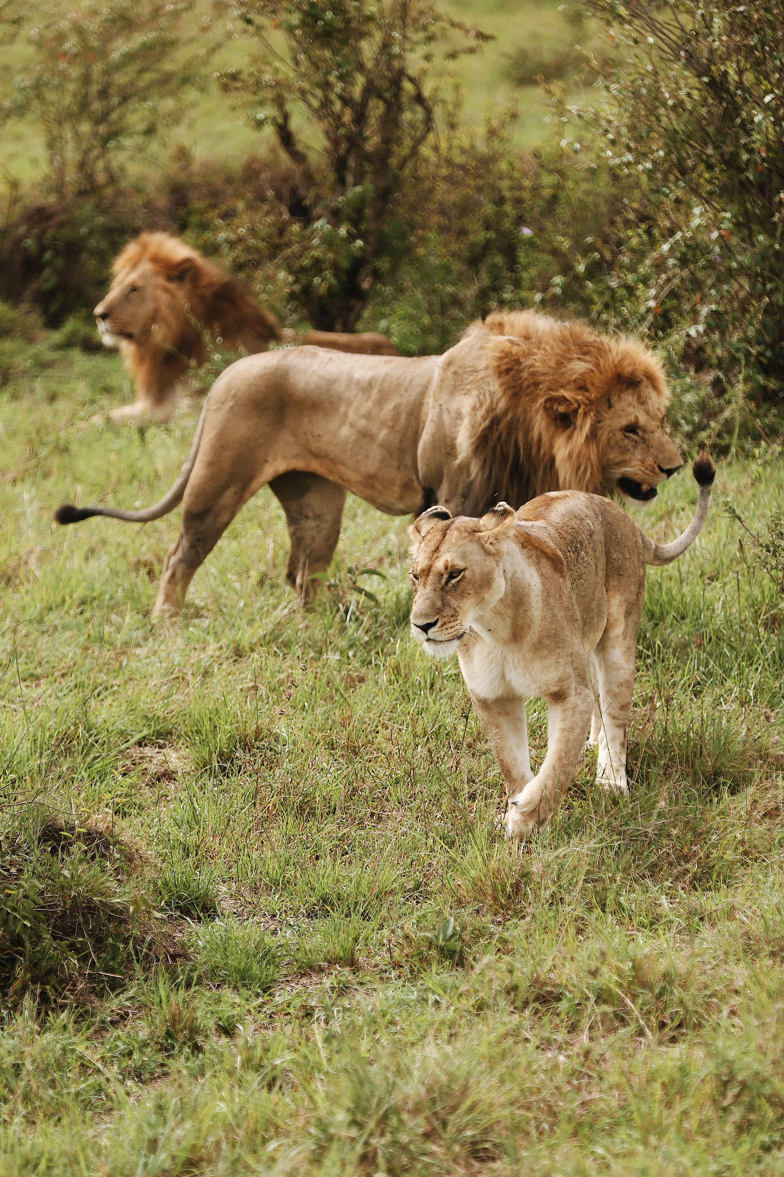 Kenya. Safari. Ekaterina Buneeva Photography