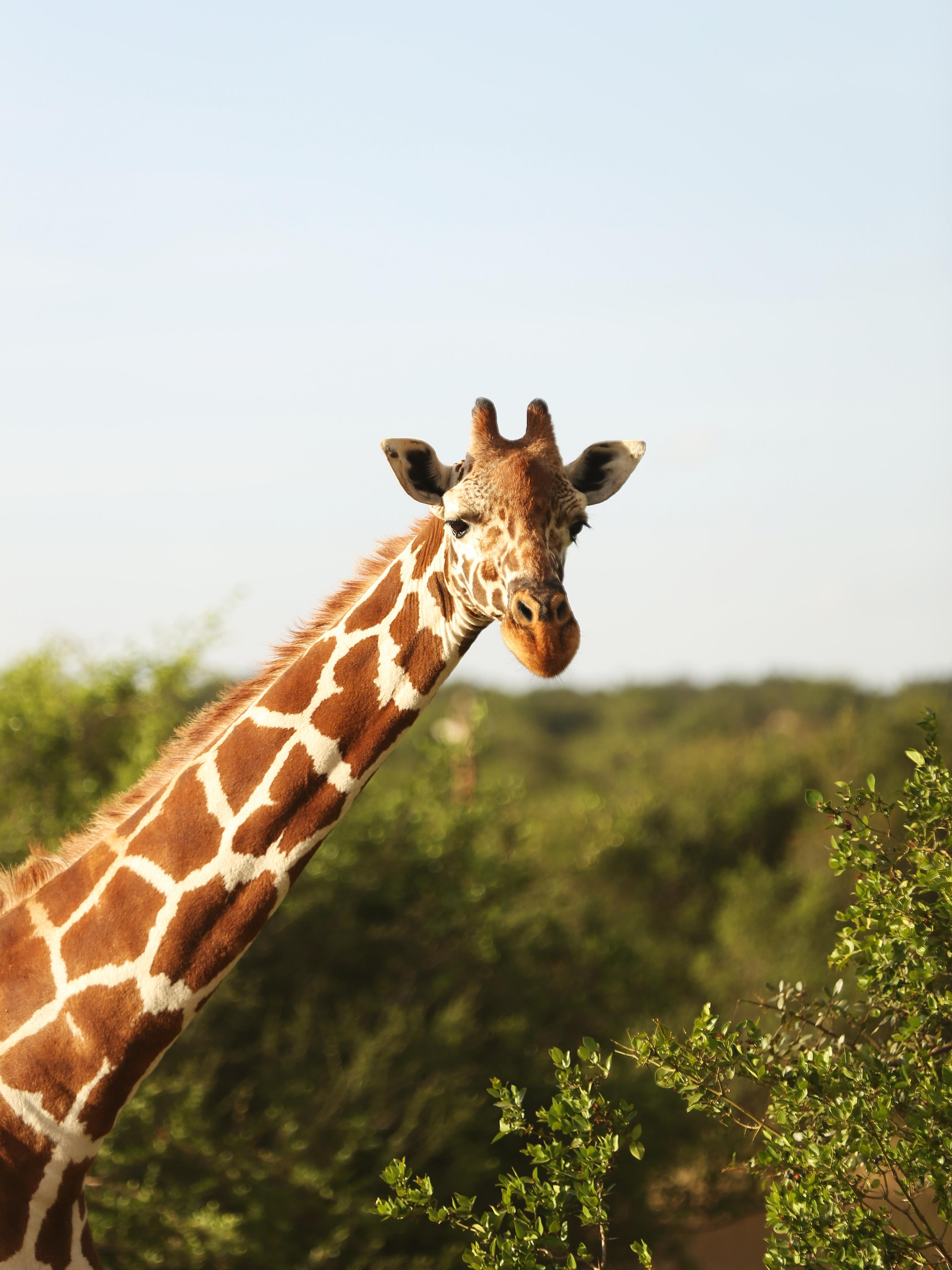 Kenya. Safari. Ekaterina Buneeva Photography