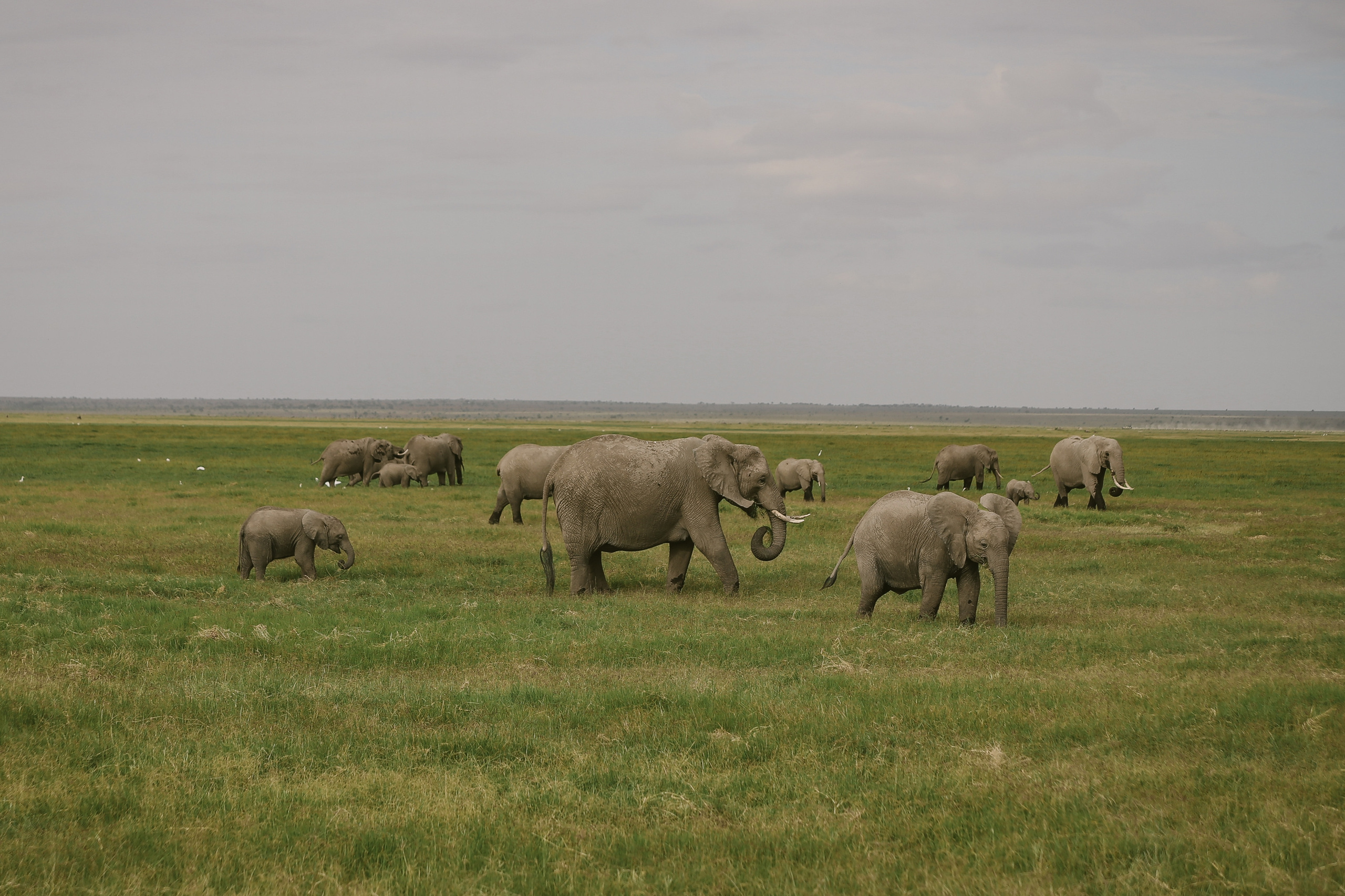Kenya. Safari. Ekaterina Buneeva Photography