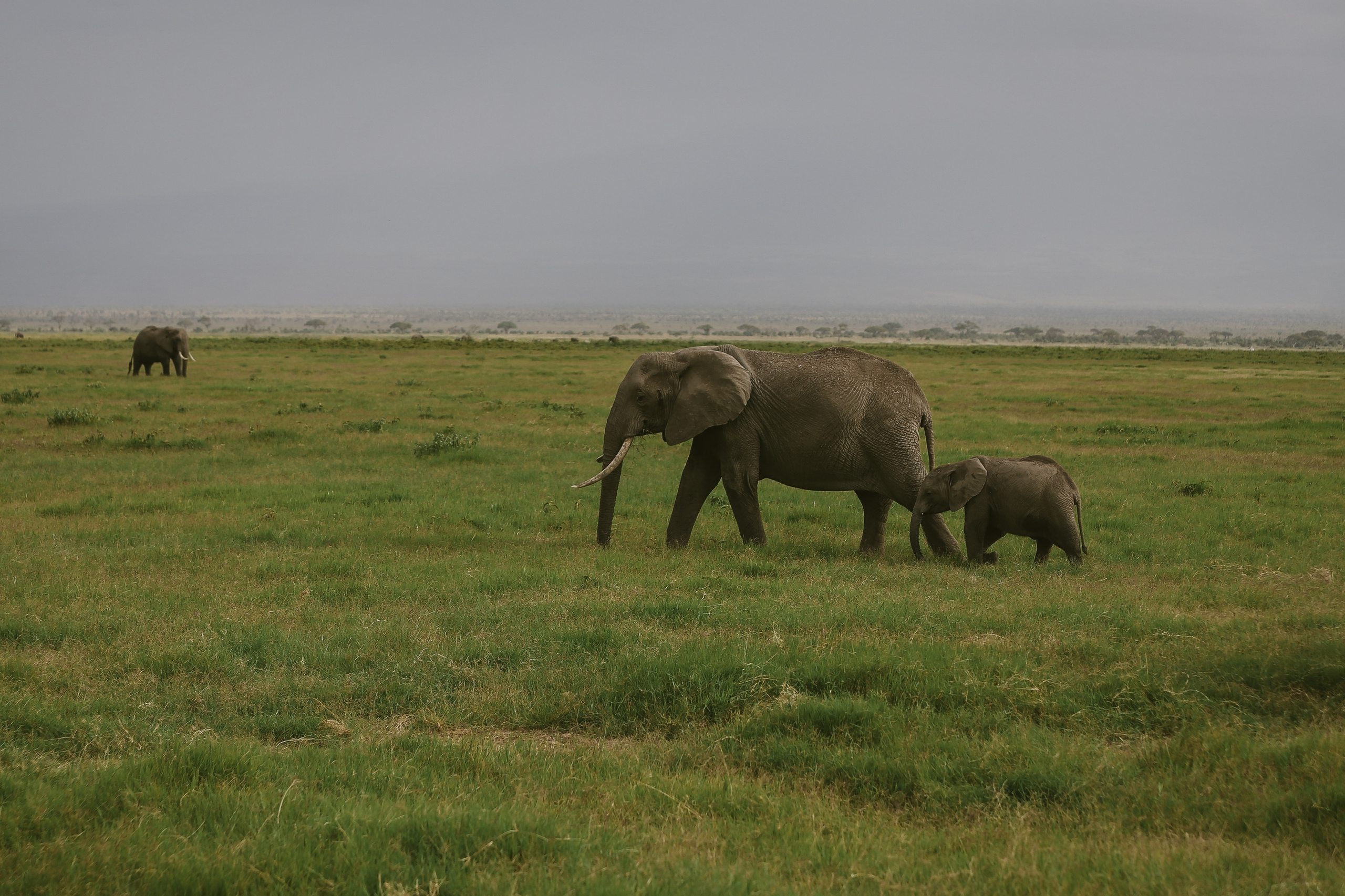 Kenya. Safari. Ekaterina Buneeva Photography
