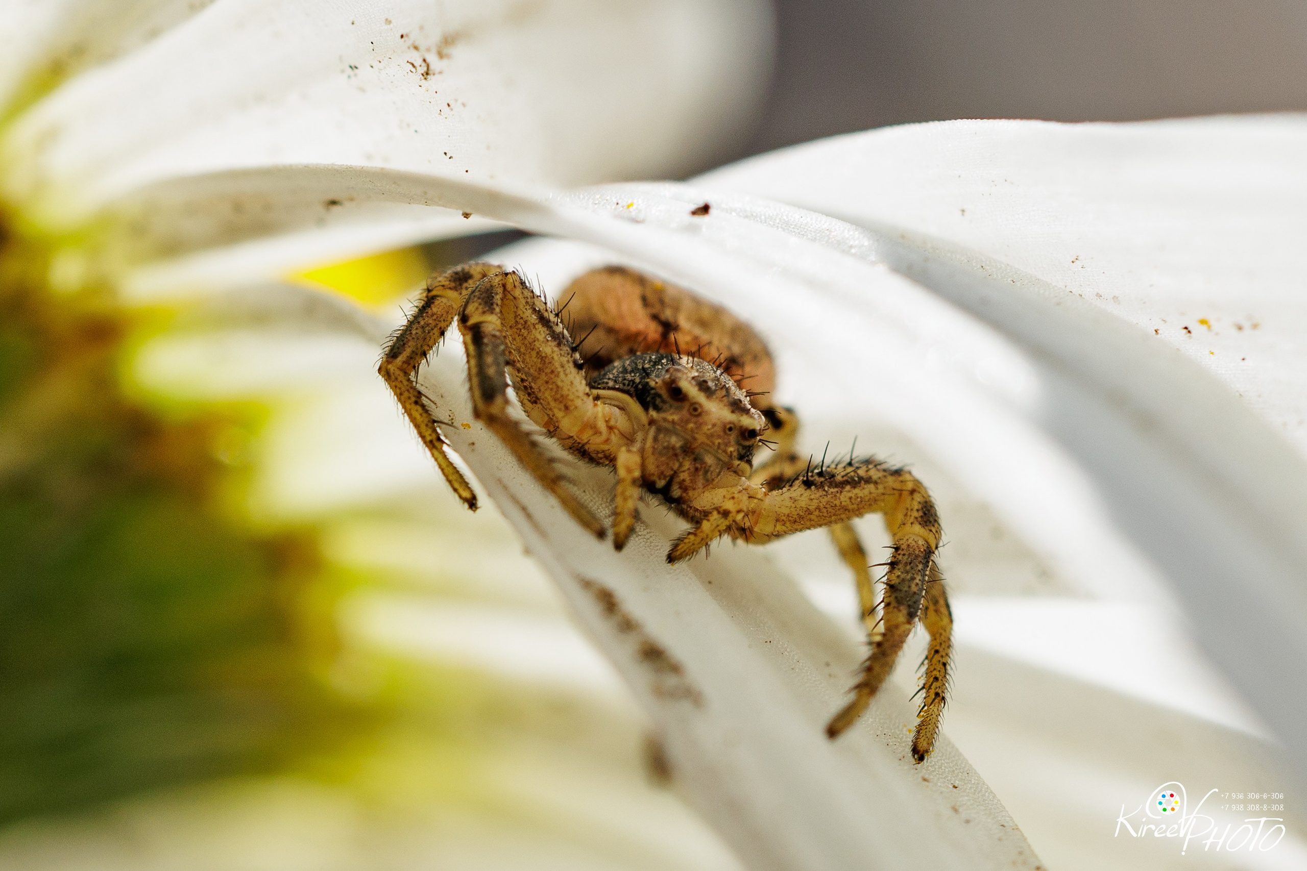 паук цветок