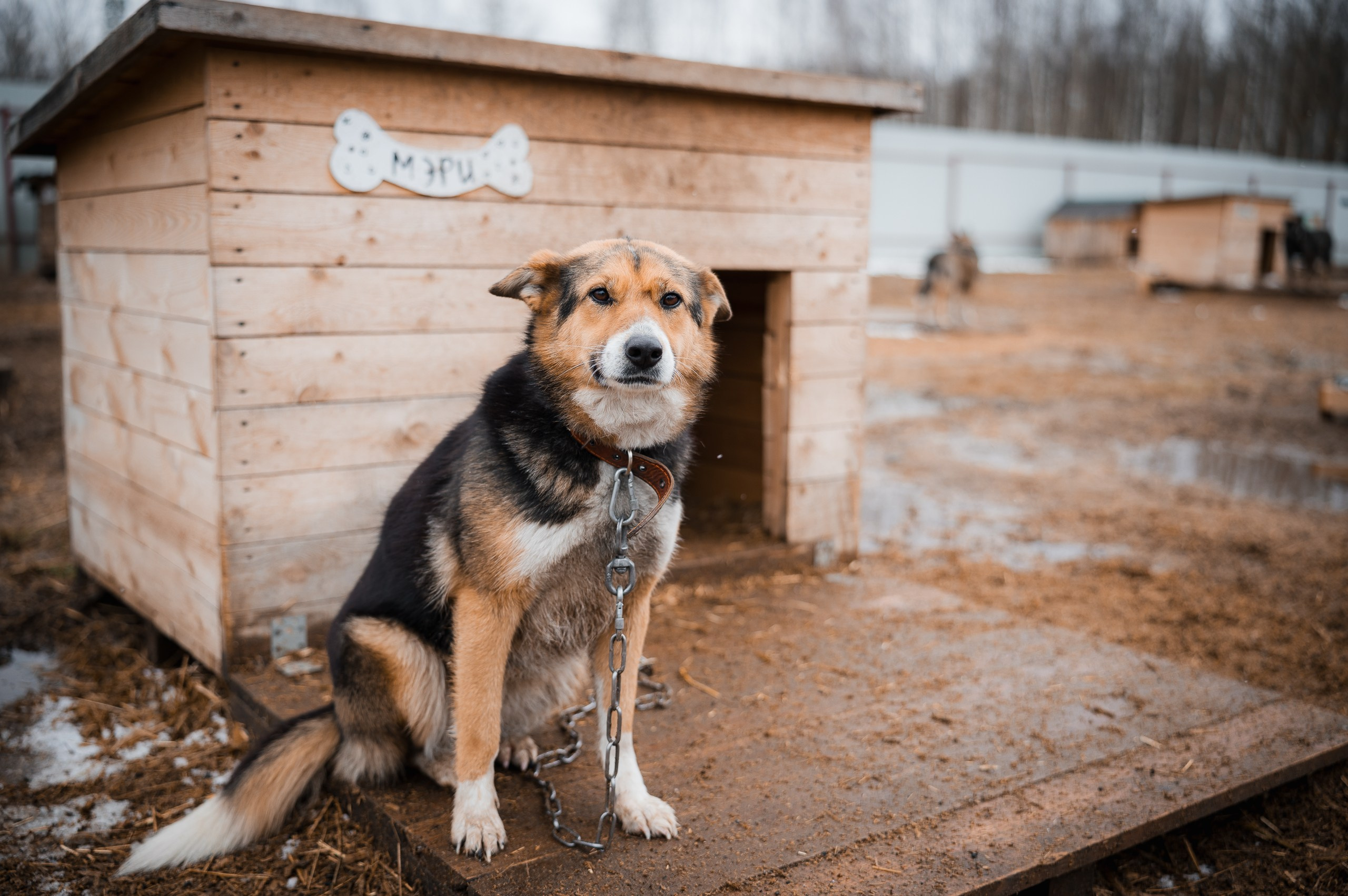Мэри. Улыбка собаки — спасение и пристройство бездомных собак