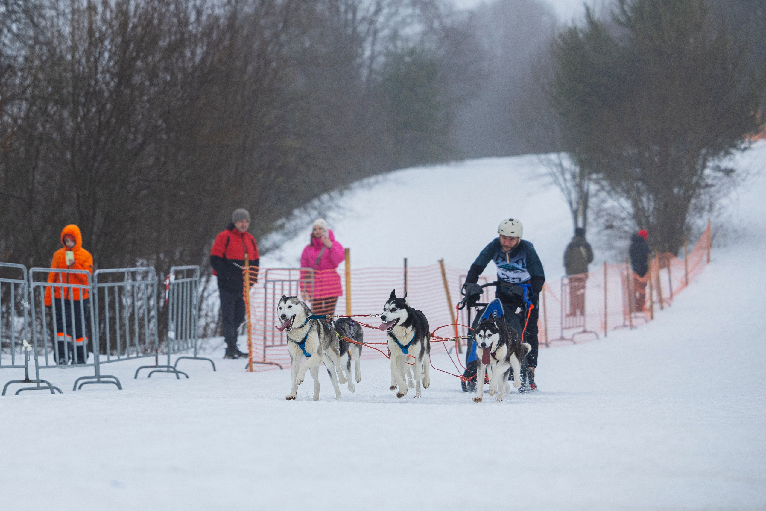 Зимний Чемпионат Санкт-Петербурга по ездовому спорту. Фотограф-анималист Анна Маринич