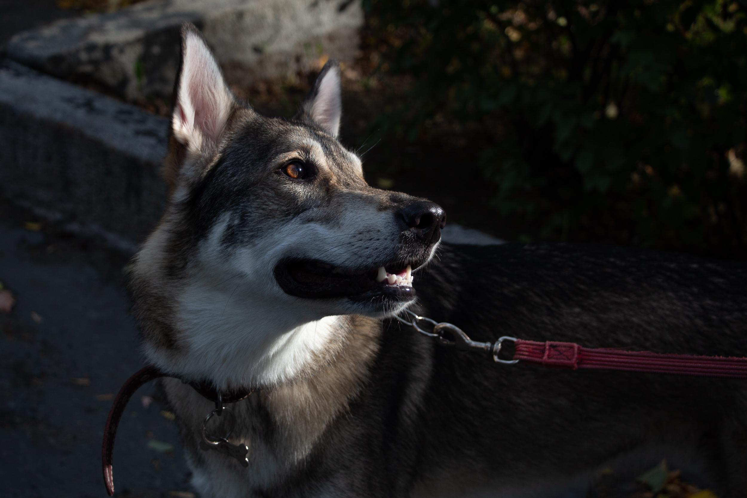 Фотопрогулка. Юлия и собака Сима. Фотограф в Екатеринбурге Пойгина Елена