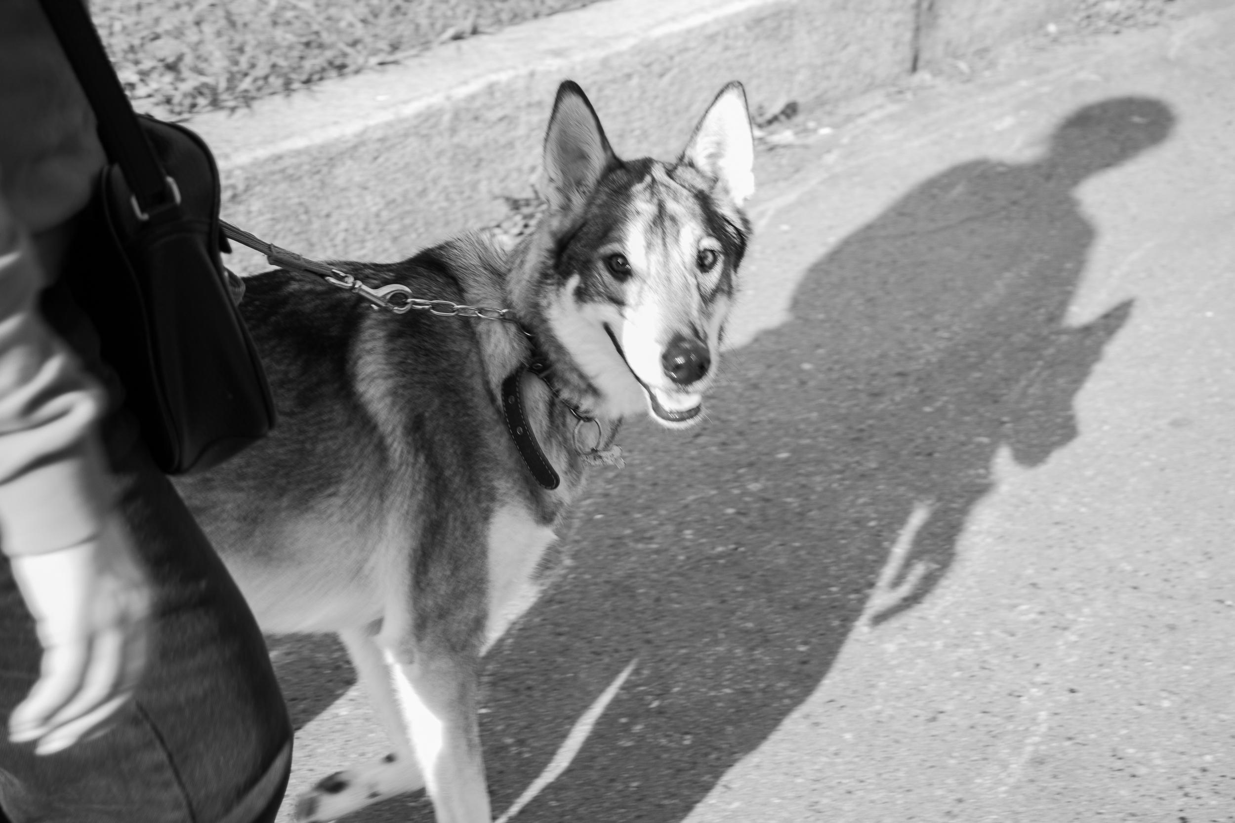 Фотопрогулка. Юлия и собака Сима. Фотограф в Екатеринбурге Пойгина Елена