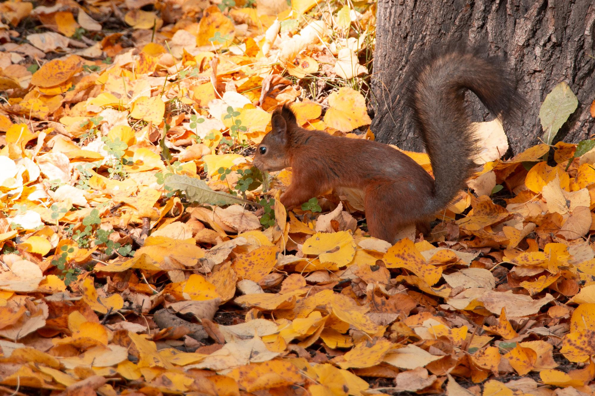Золотая осень. Мария, Александр и Вова. Фотограф в Екатеринбурге Пойгина Елена