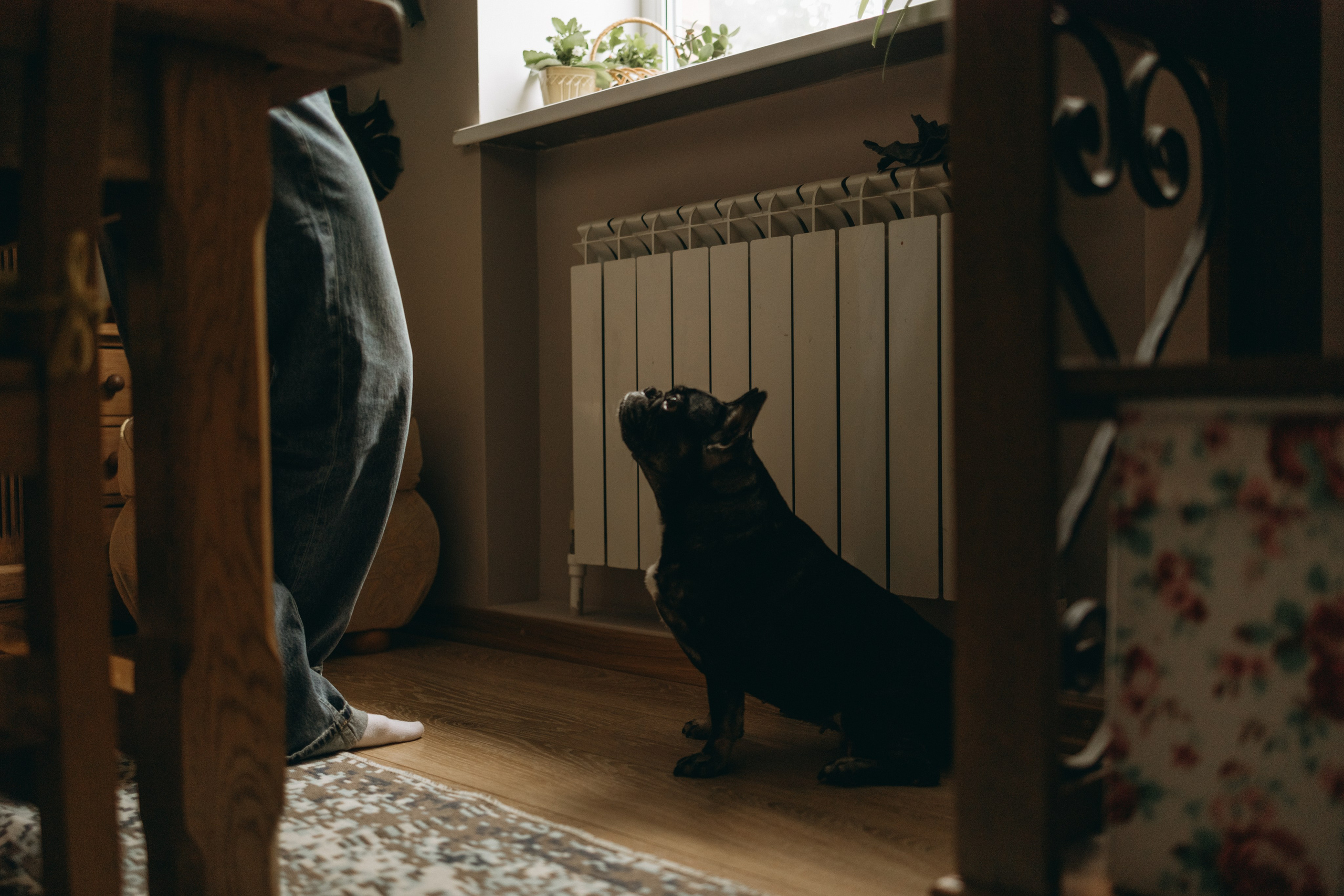 Софа и ее хвостики. Фотограф — Анималист | Санкт-Петербург