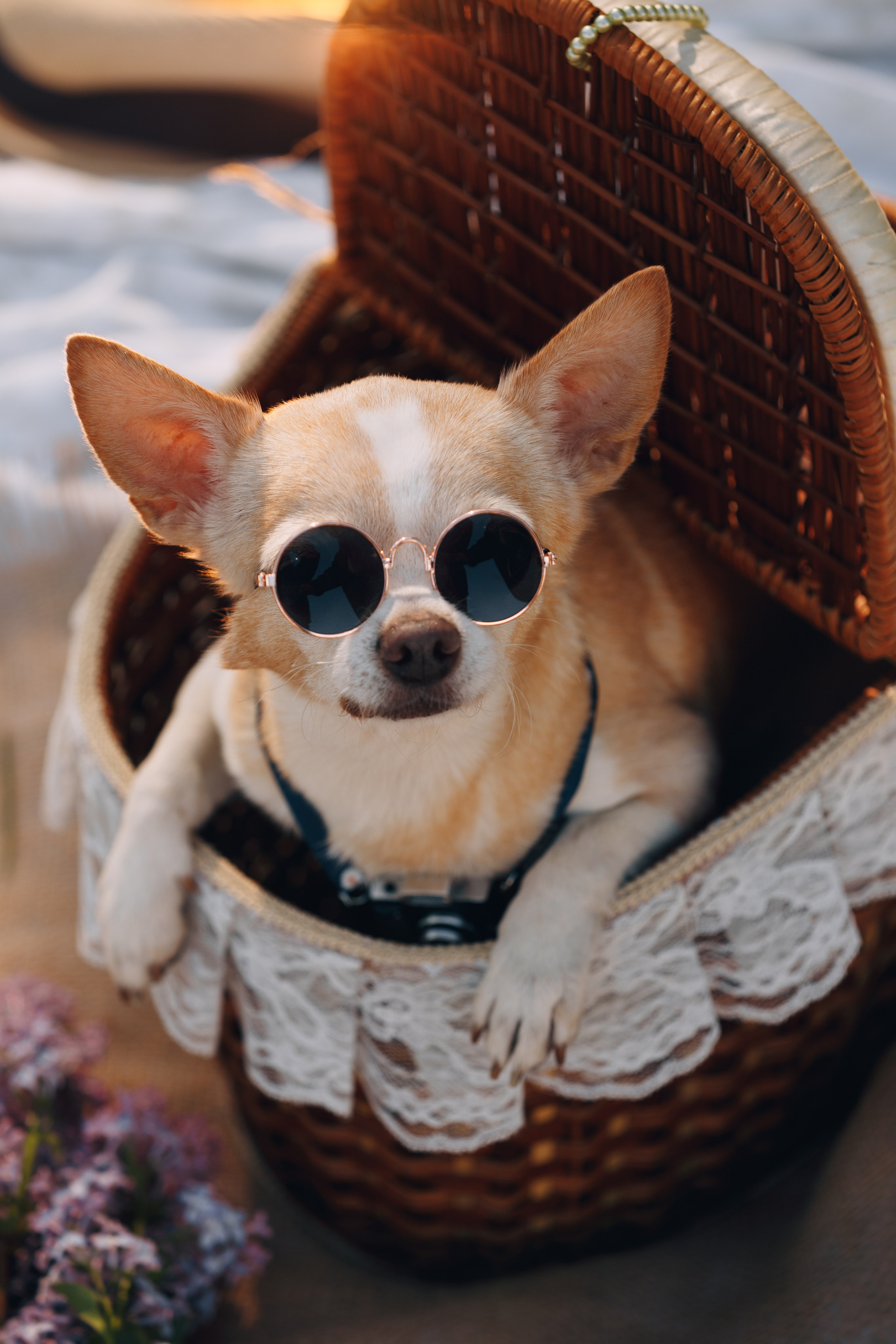 Оля, Патрик, Мейли и Джонни. Фотограф анималист Кристина Карпова, Москва