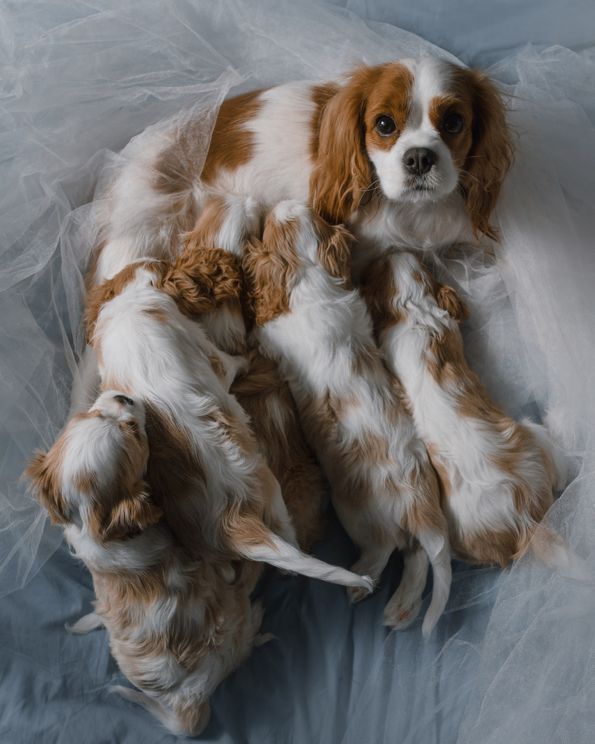 Щенки. Фотограф Анна Тюрина