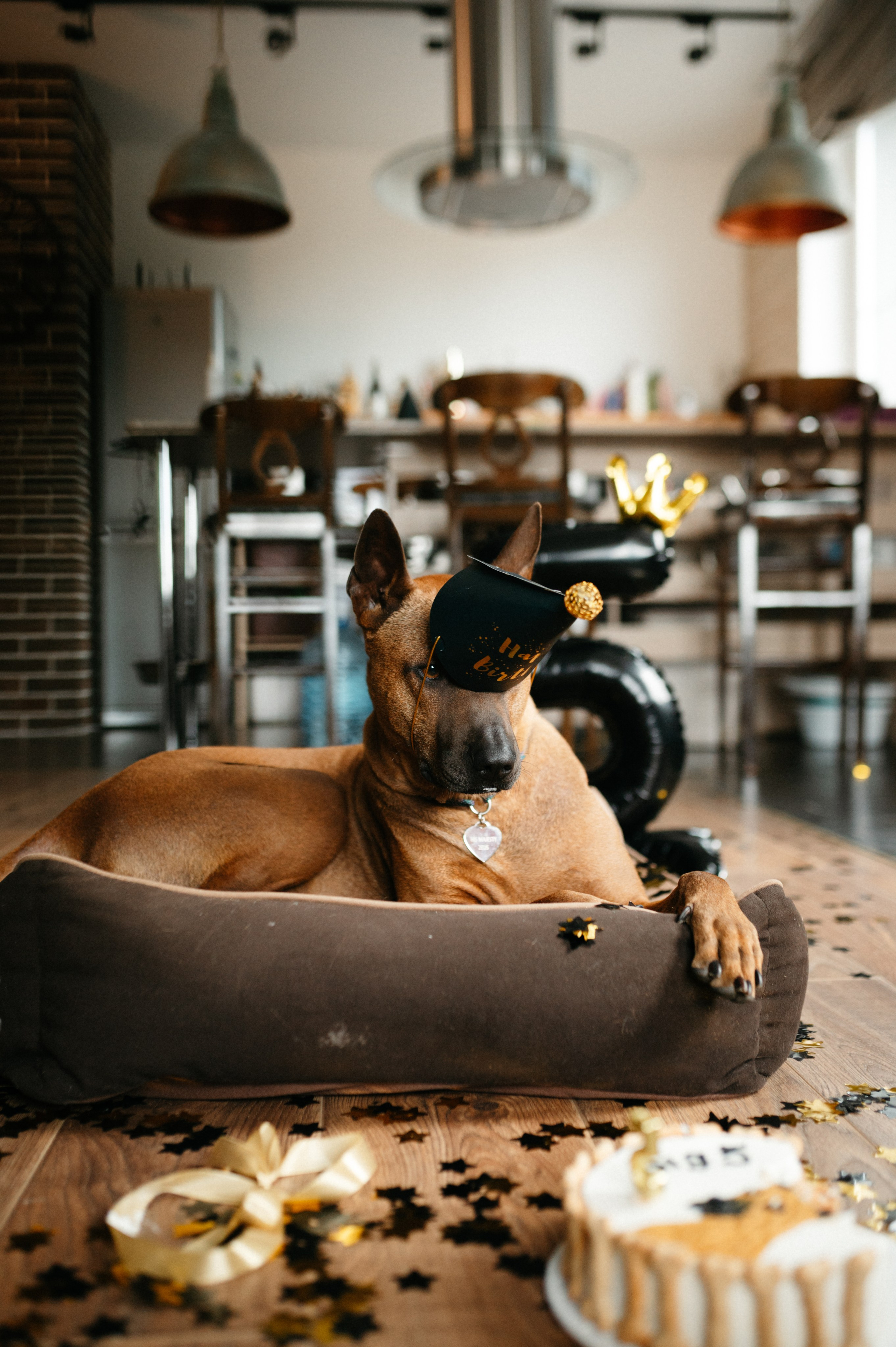 Оксана и Зевс. Фотограф анималист в Москве Ольга Агушева