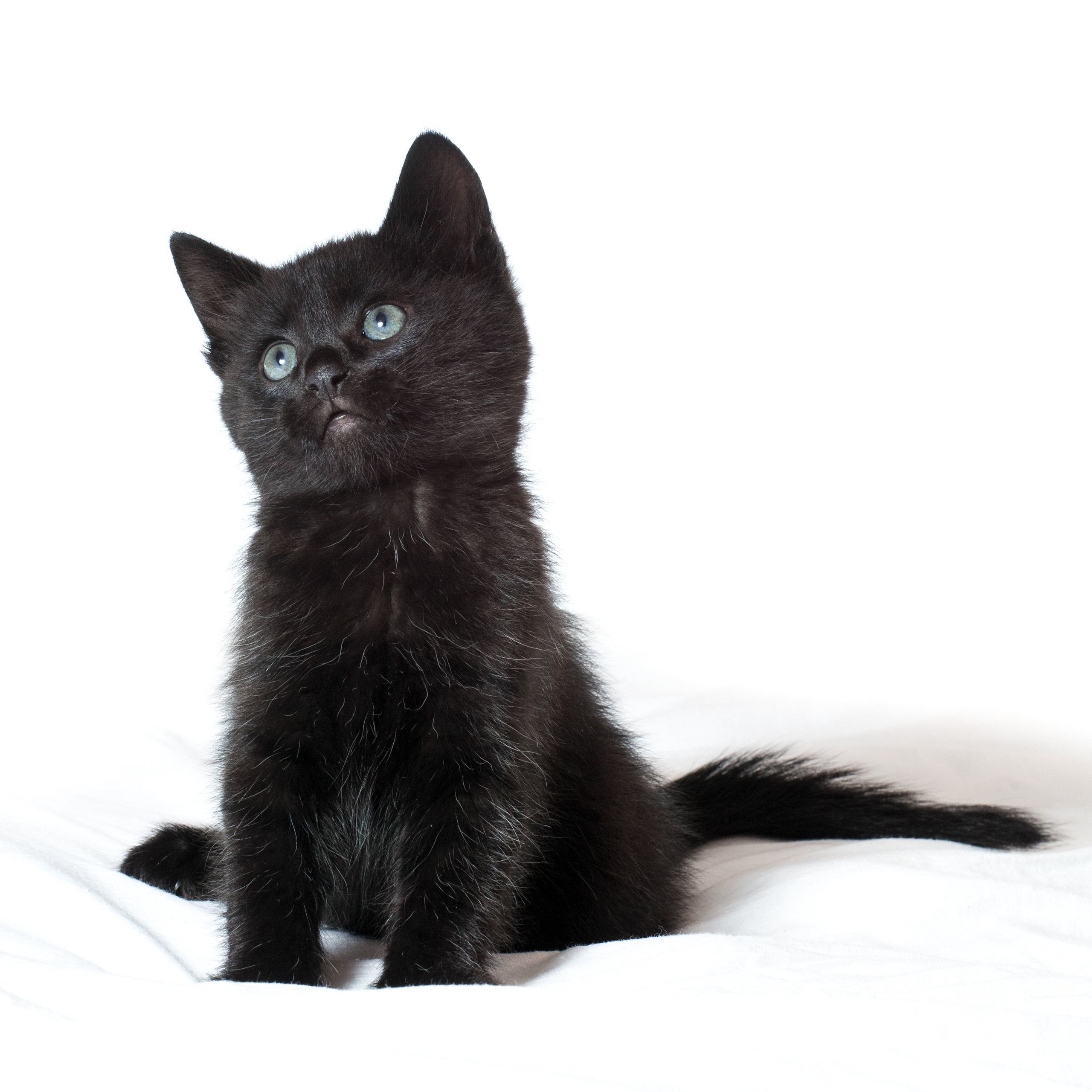 ЖИВОТНЫЕ. Фотограф в Москве Татьяна Макотра