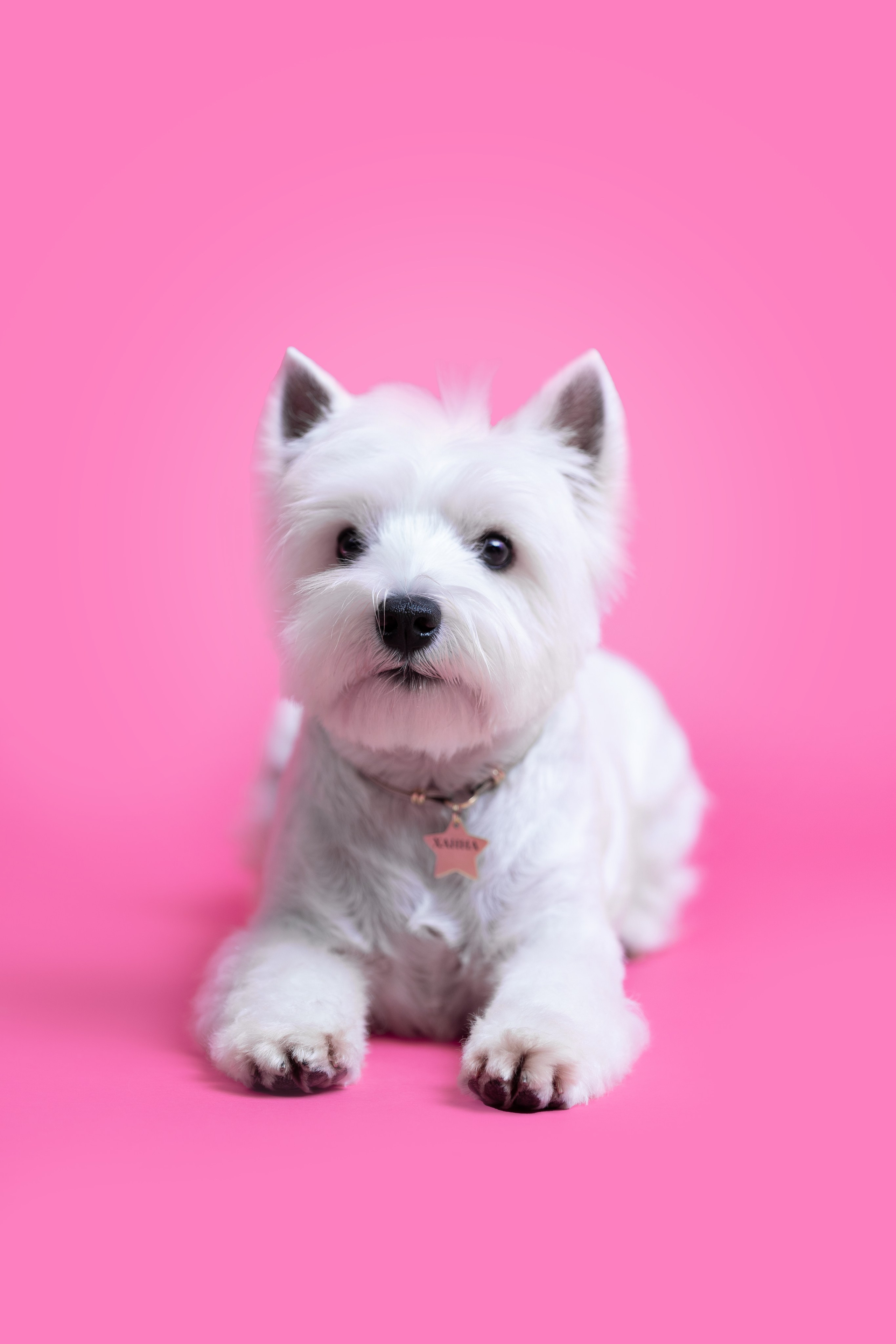 Ханна. Фотограф анималист Кристина Карпова, Москва