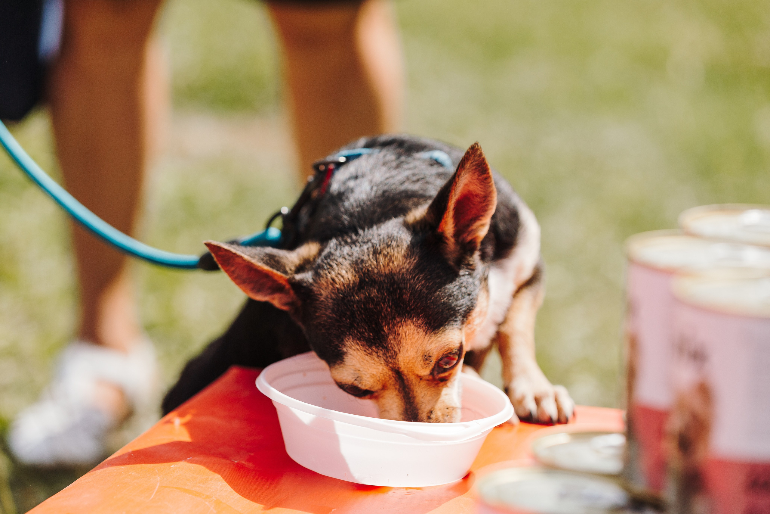 Petshop Sup day. Фотограф анималист Кристина Карпова, Москва