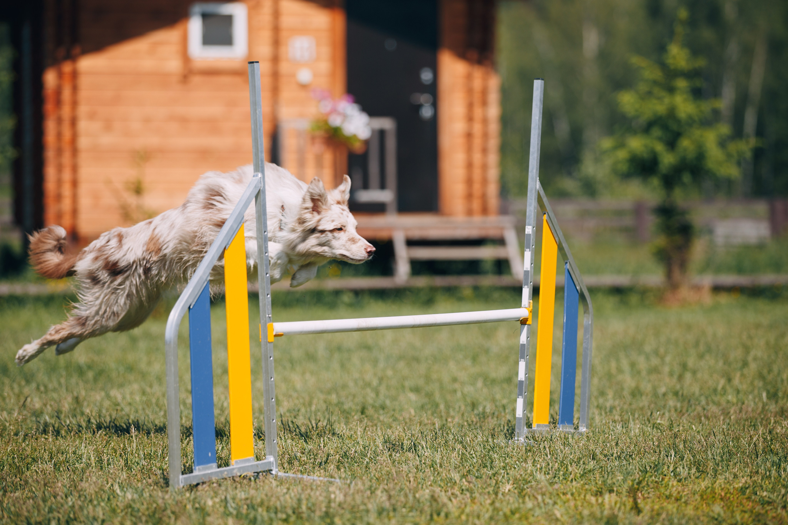 Кинологический лагерь в Горыныче. Фотограф анималист Кристина Карпова, Москва