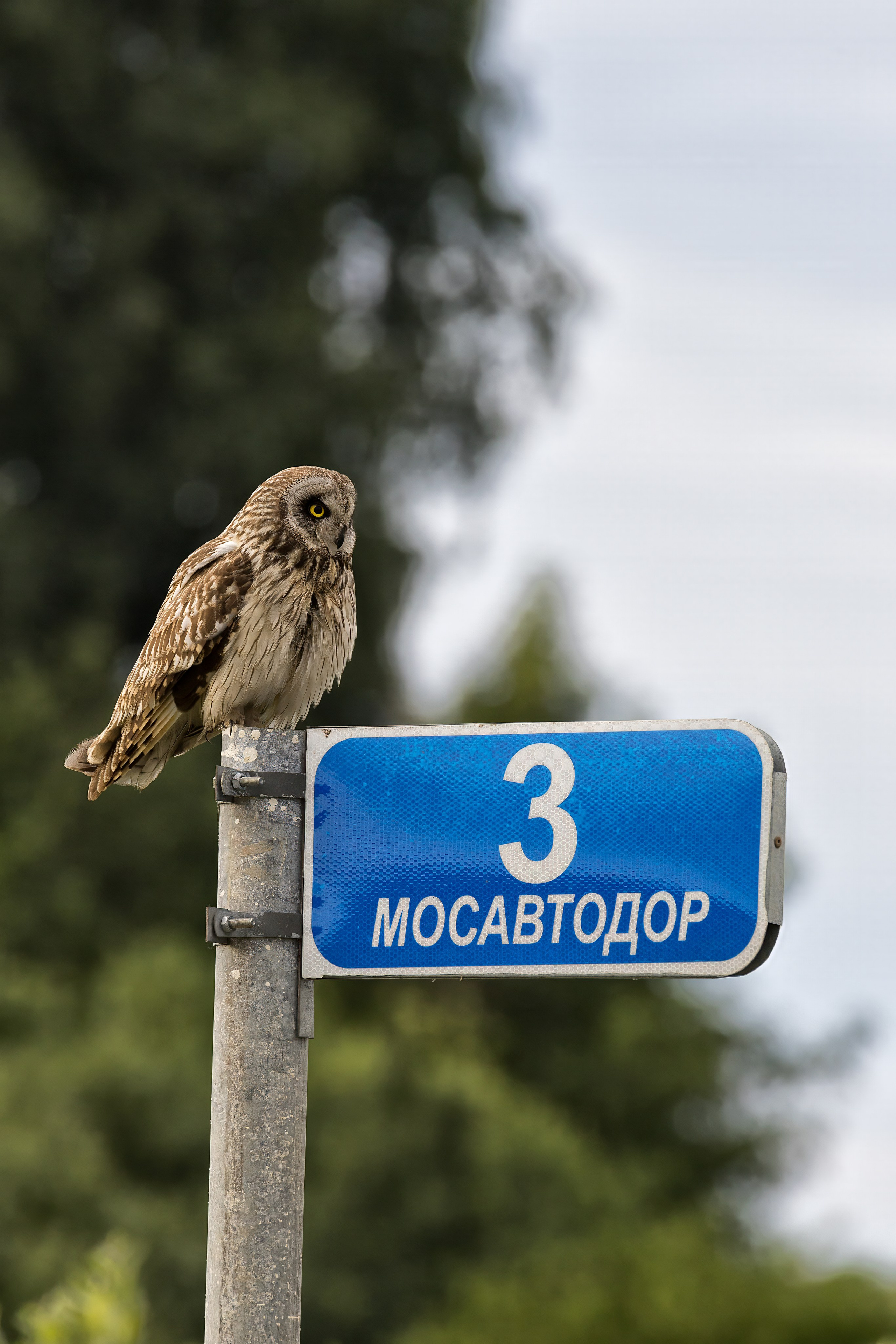 Болотная сова. Photomantis