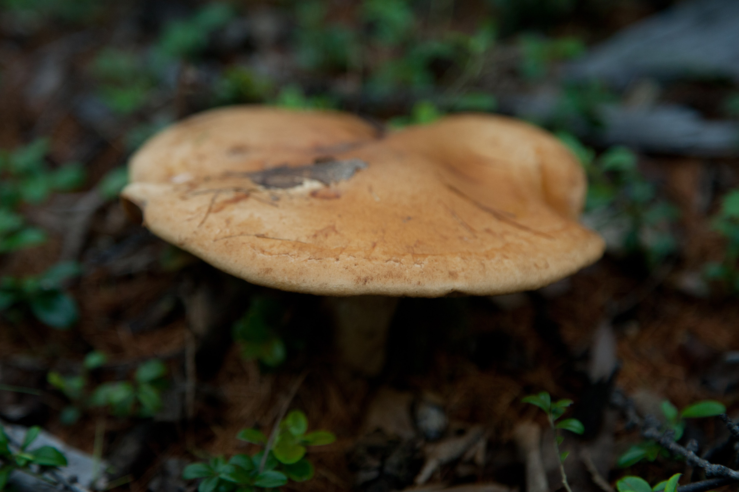 Фото Природы Забайкалья. Студия Максима Белослюдцева