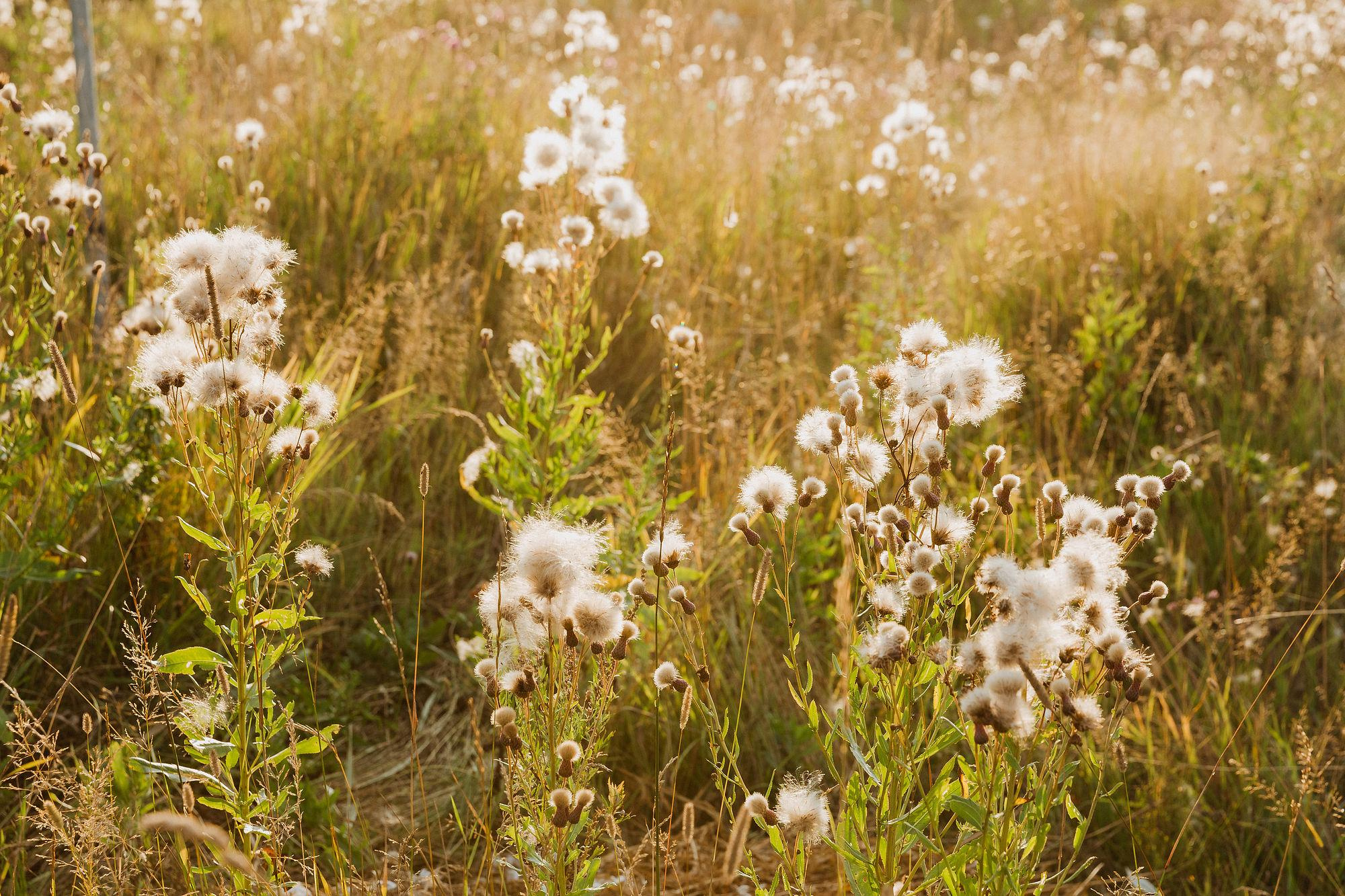 Вова, Валя и Кристина. Свадебный, love-story и семейный фотограф в Томске Радий Ринатович