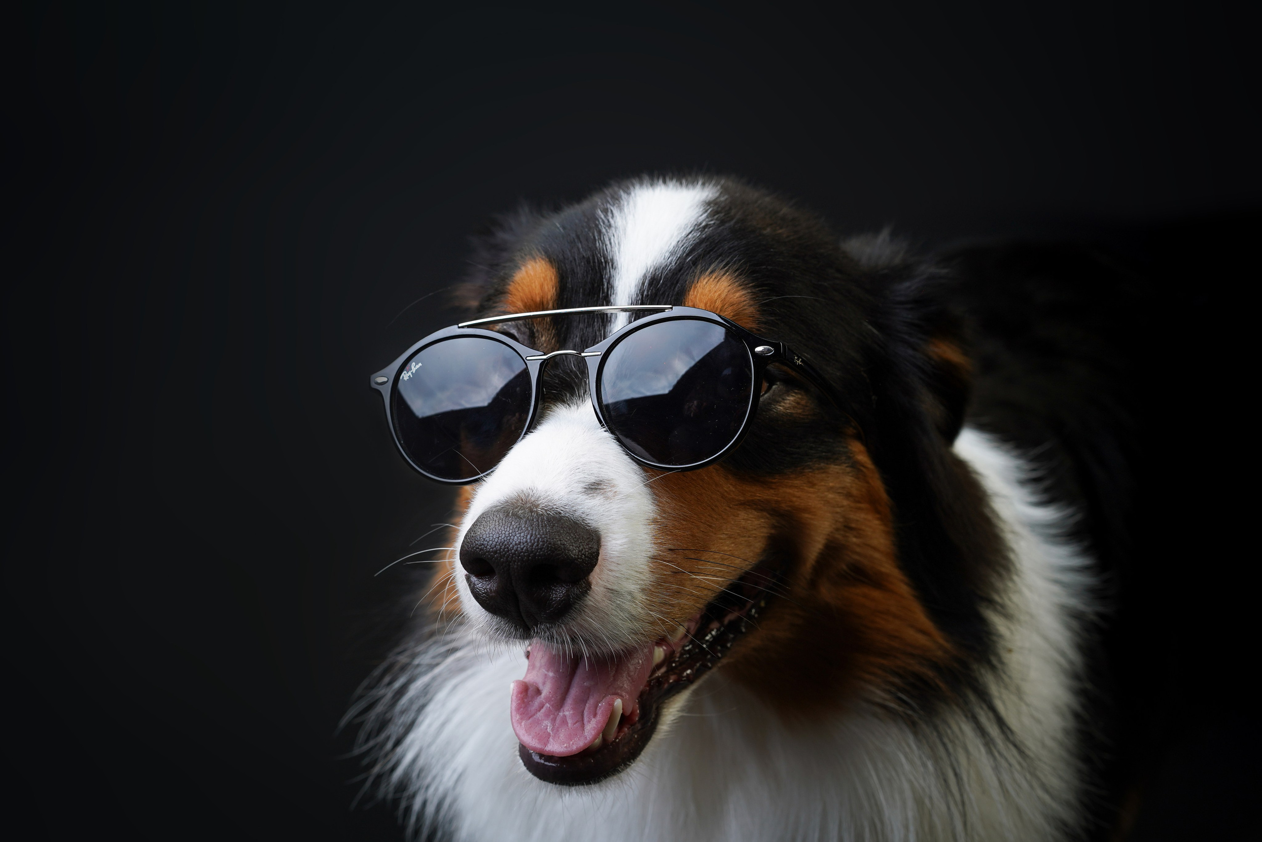 Аусси Бэст. Фотограф-анималист в Санкт-Петербурге Яна Мартынова