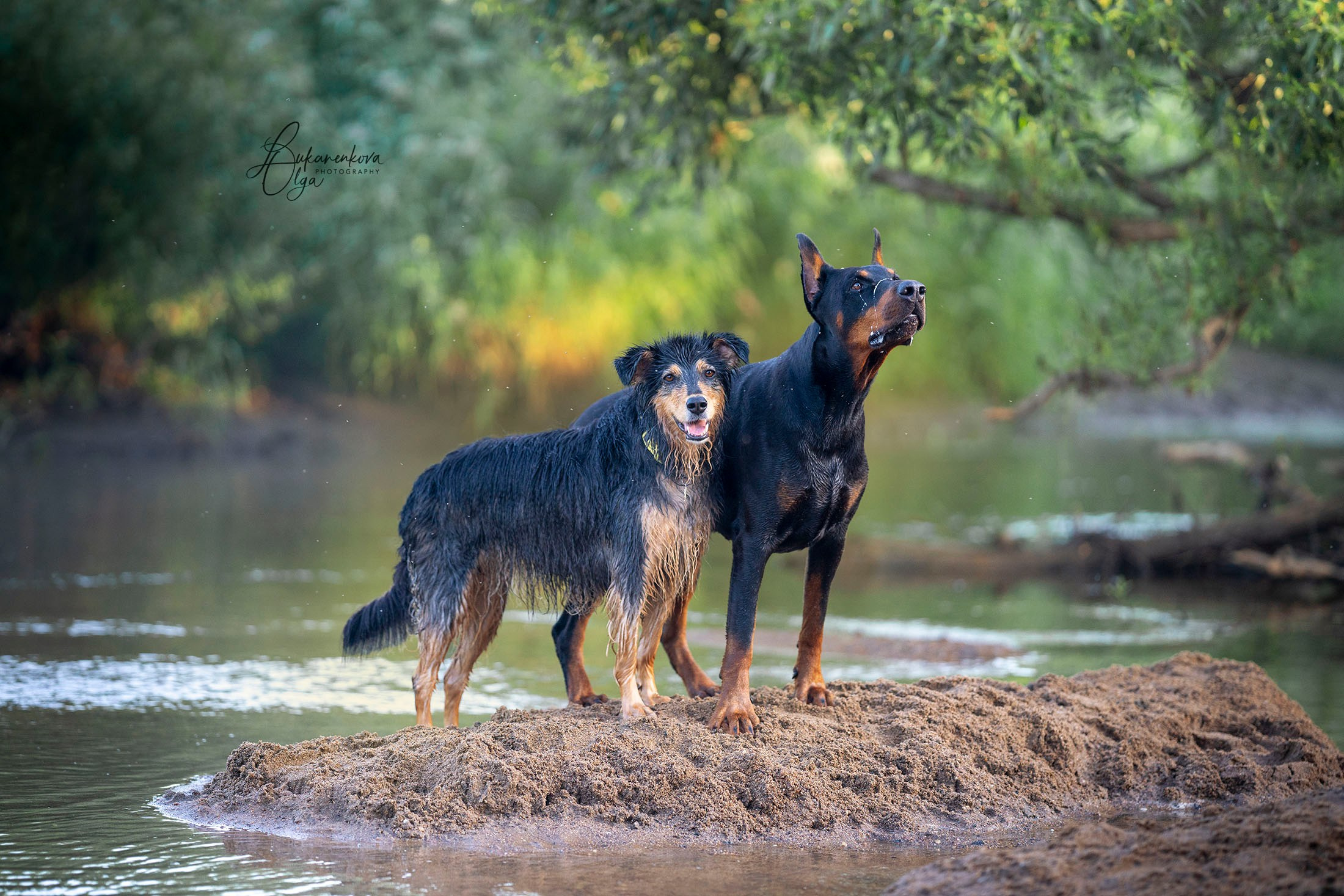 Утренняя прогулка. Фотограф анималист Ольга Луканенкова в Москве