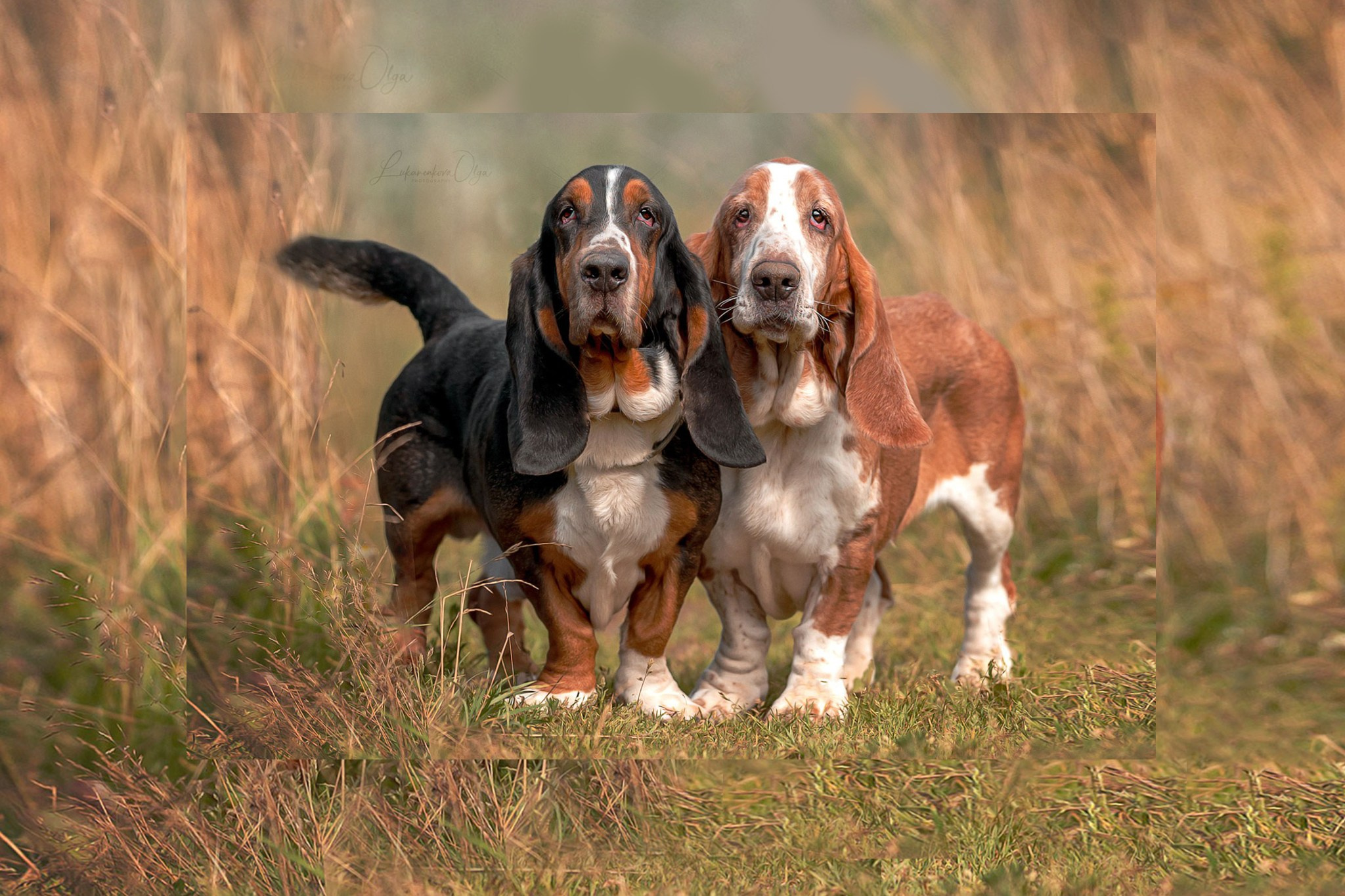 Фотограф анималист Ольга Луканенкова в Москве