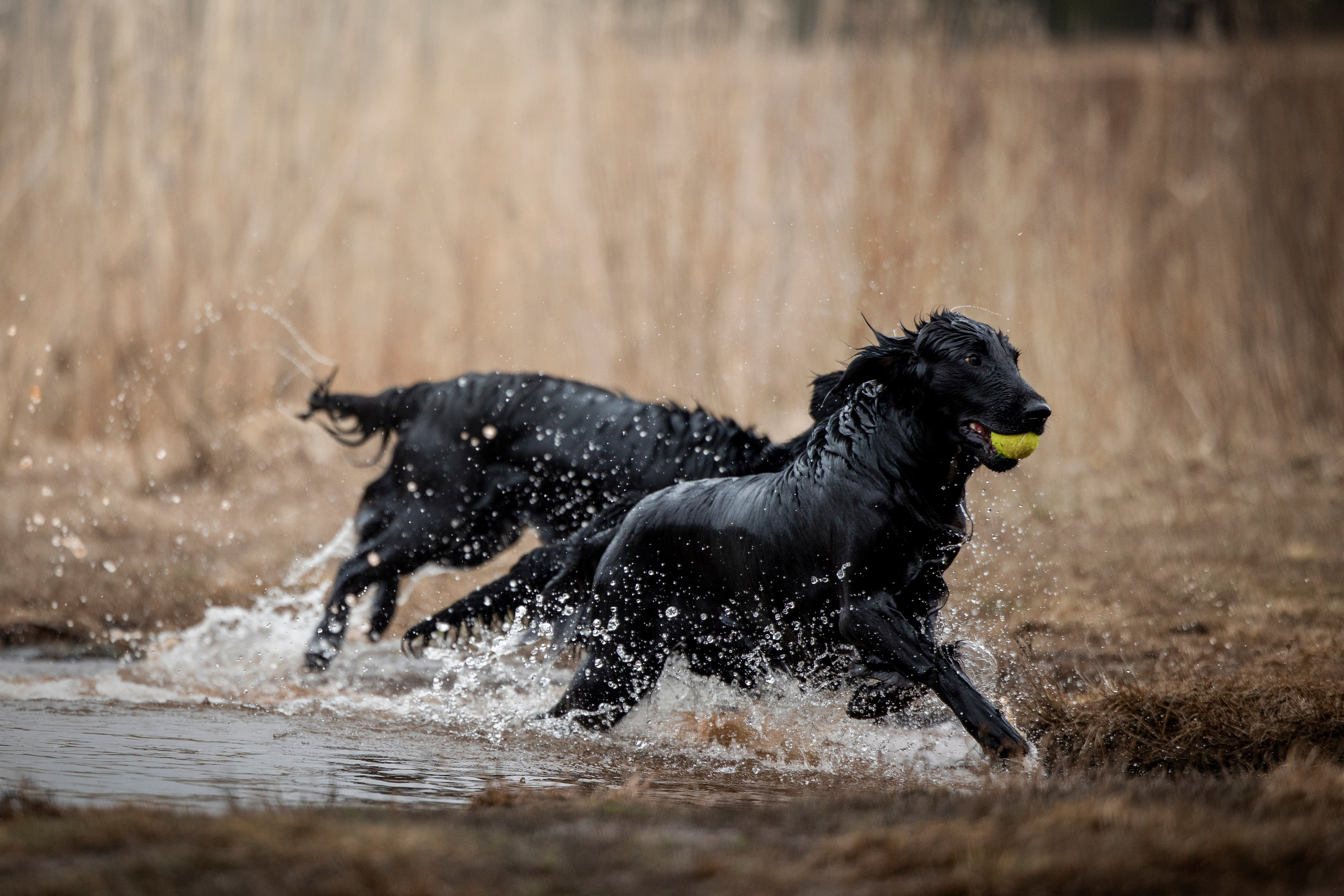 Ора, Ева, Рози и их семья. Фотограф — Анималист | Санкт-Петербург