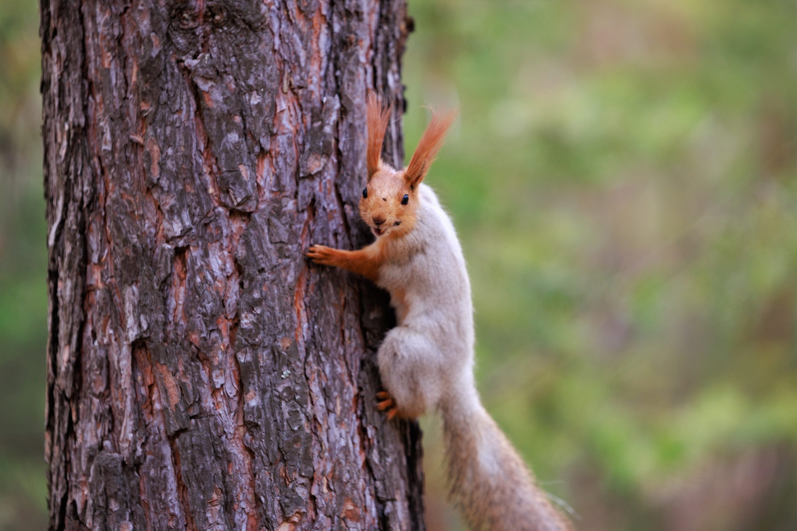 Фотопрогулки. Фотограф Роман Князев