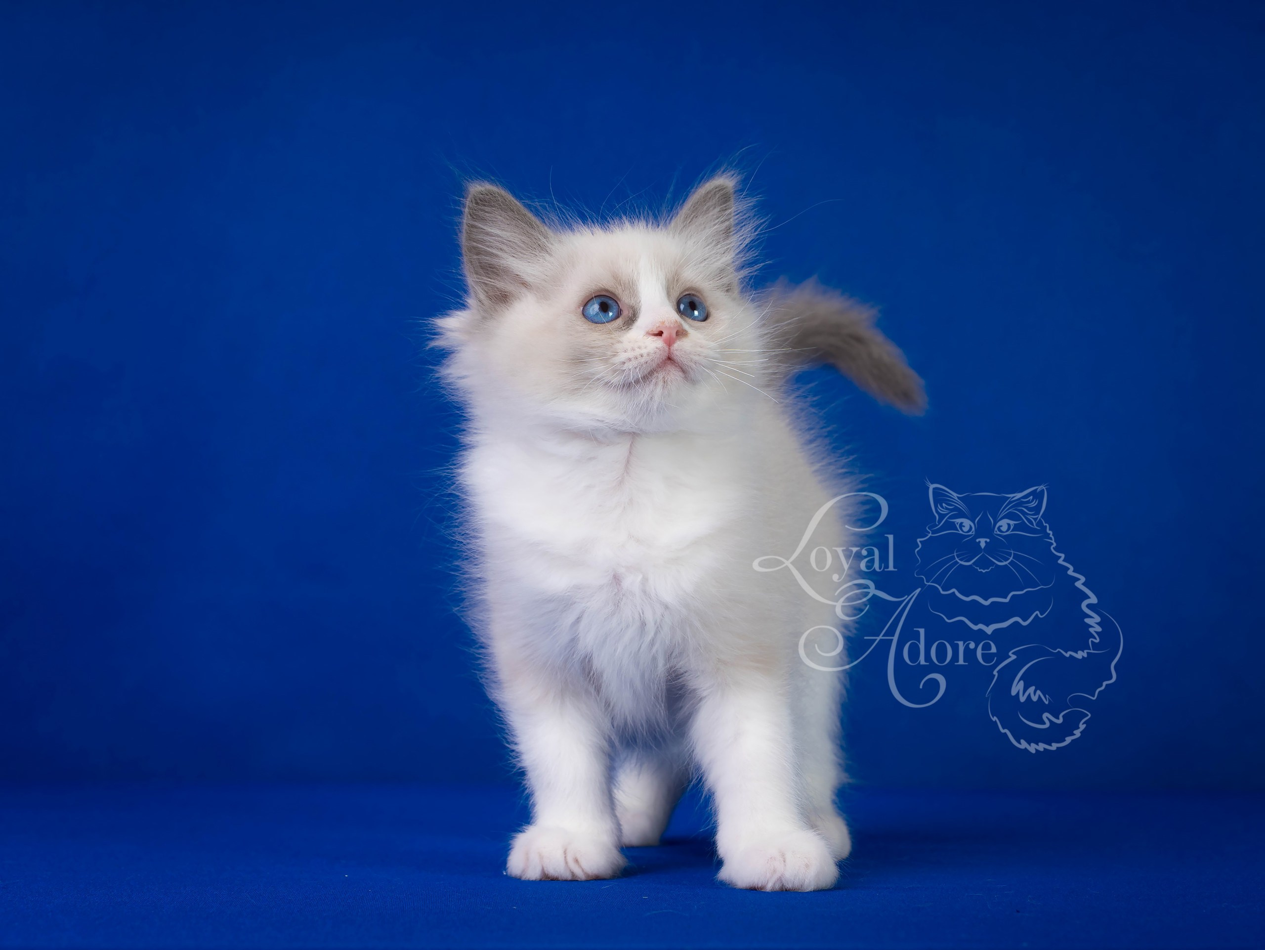 Котята рэгдолл от Loyal Adore. Питомник рэгдолл Loyal Adore