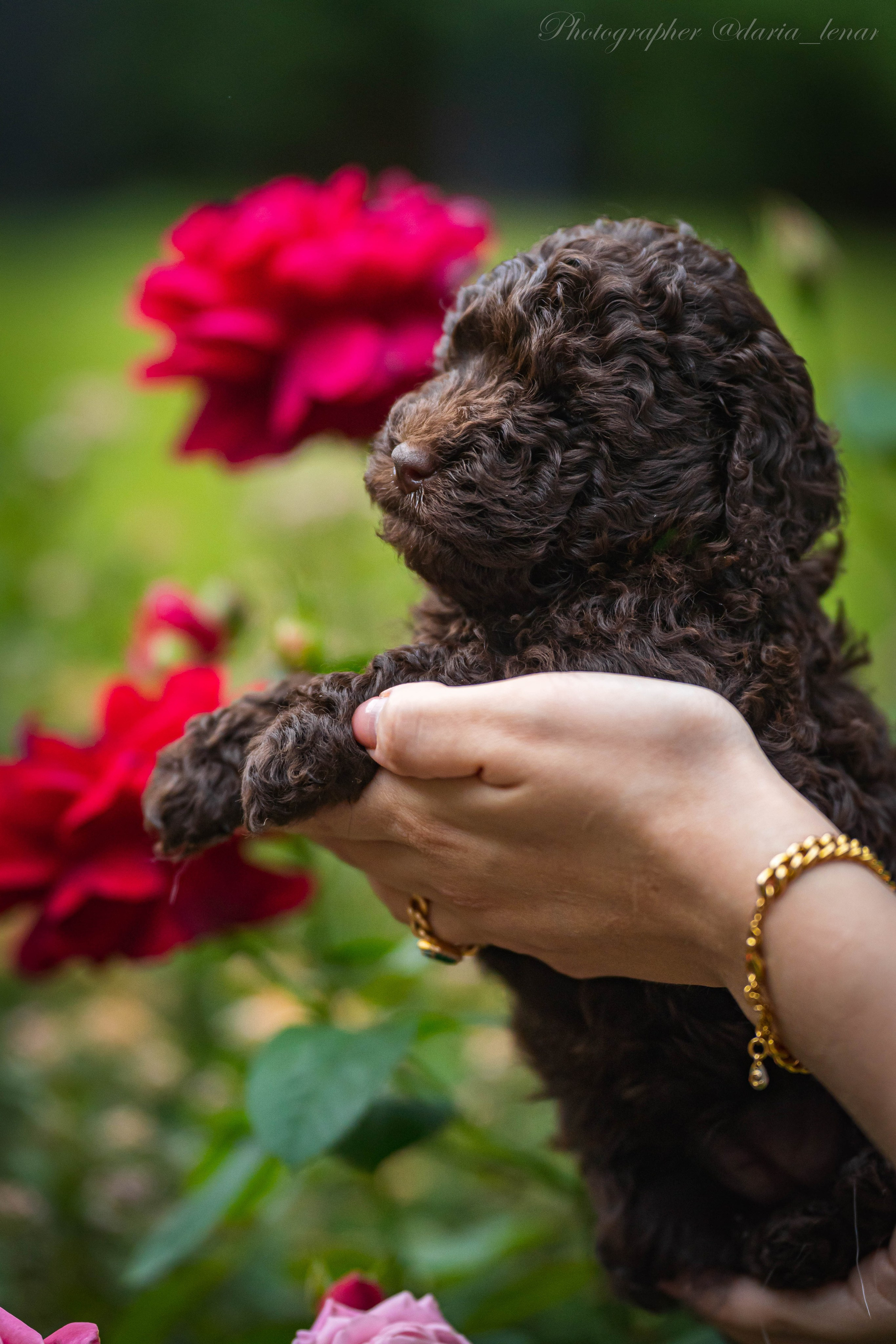 Питомник мини-пуделей. Фотограф в Москве Ленарская Дарья