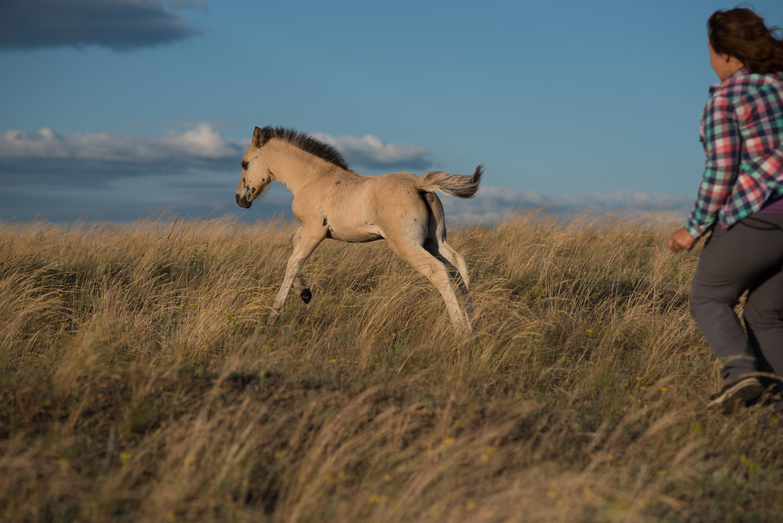 Лошади. Конный фотограф в Саратове Юлия Иванова