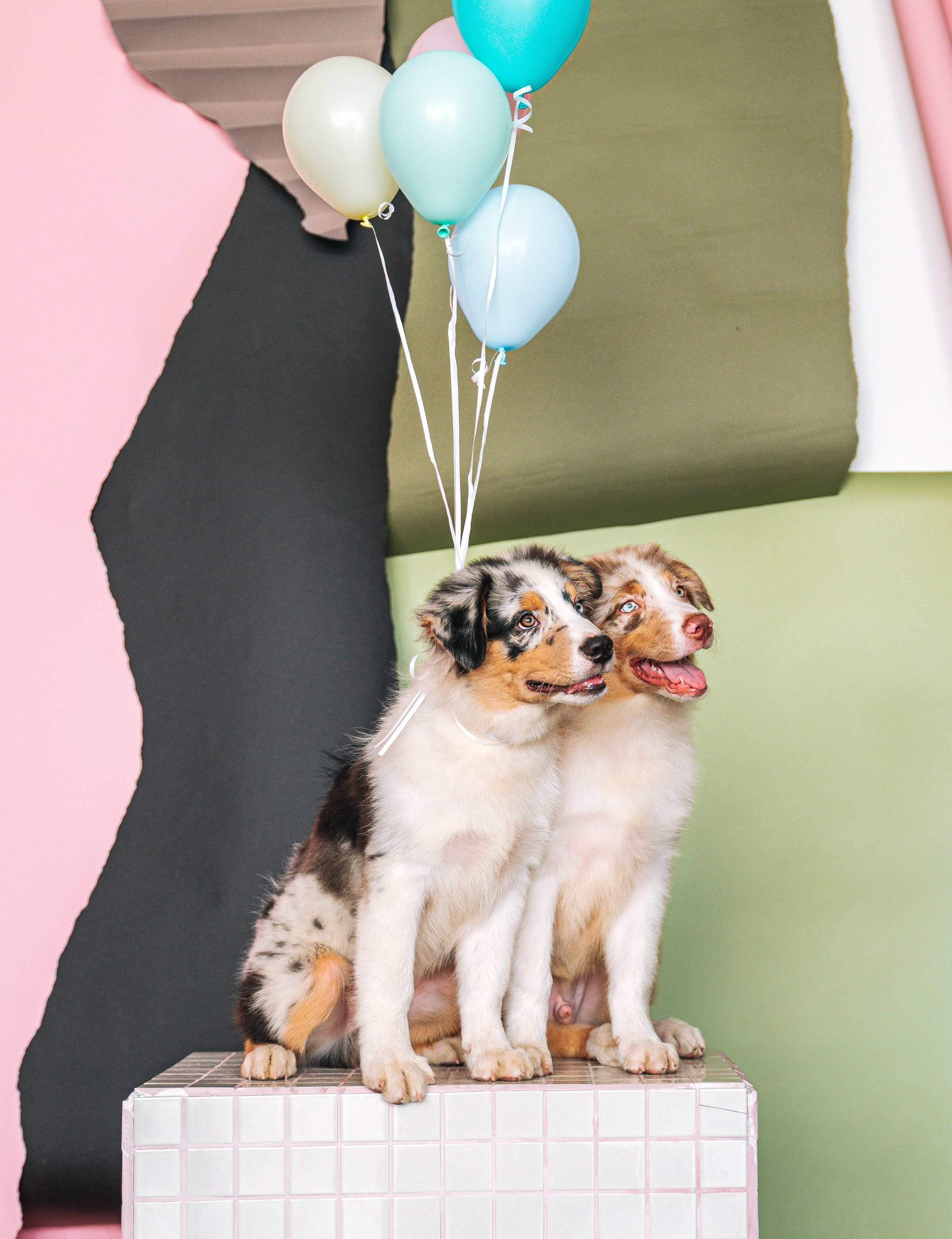 Аусси щенки студия. Главная