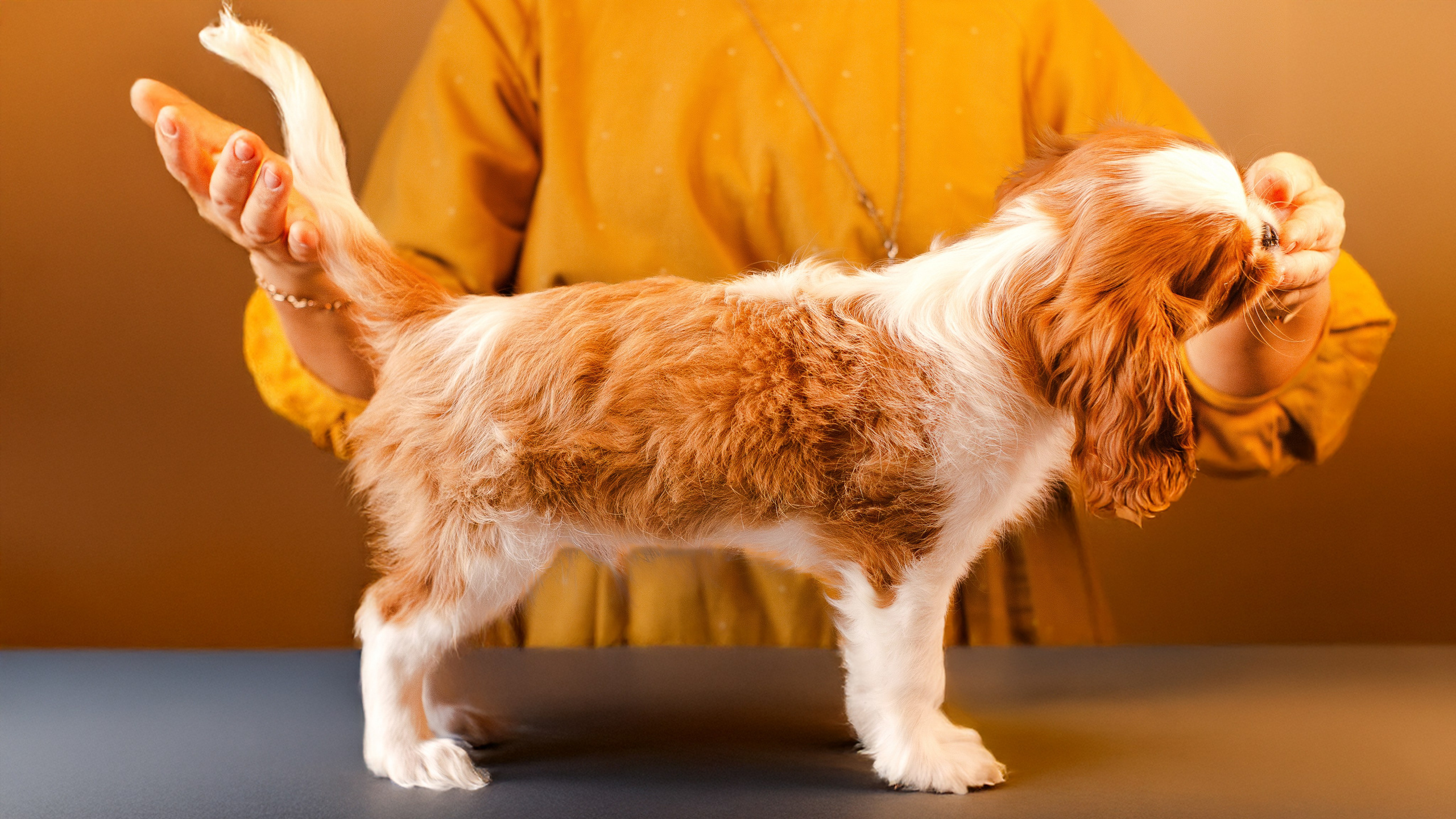 Жанна и кавалеры. Фотограф-анималист Мария Баркевич | Москва