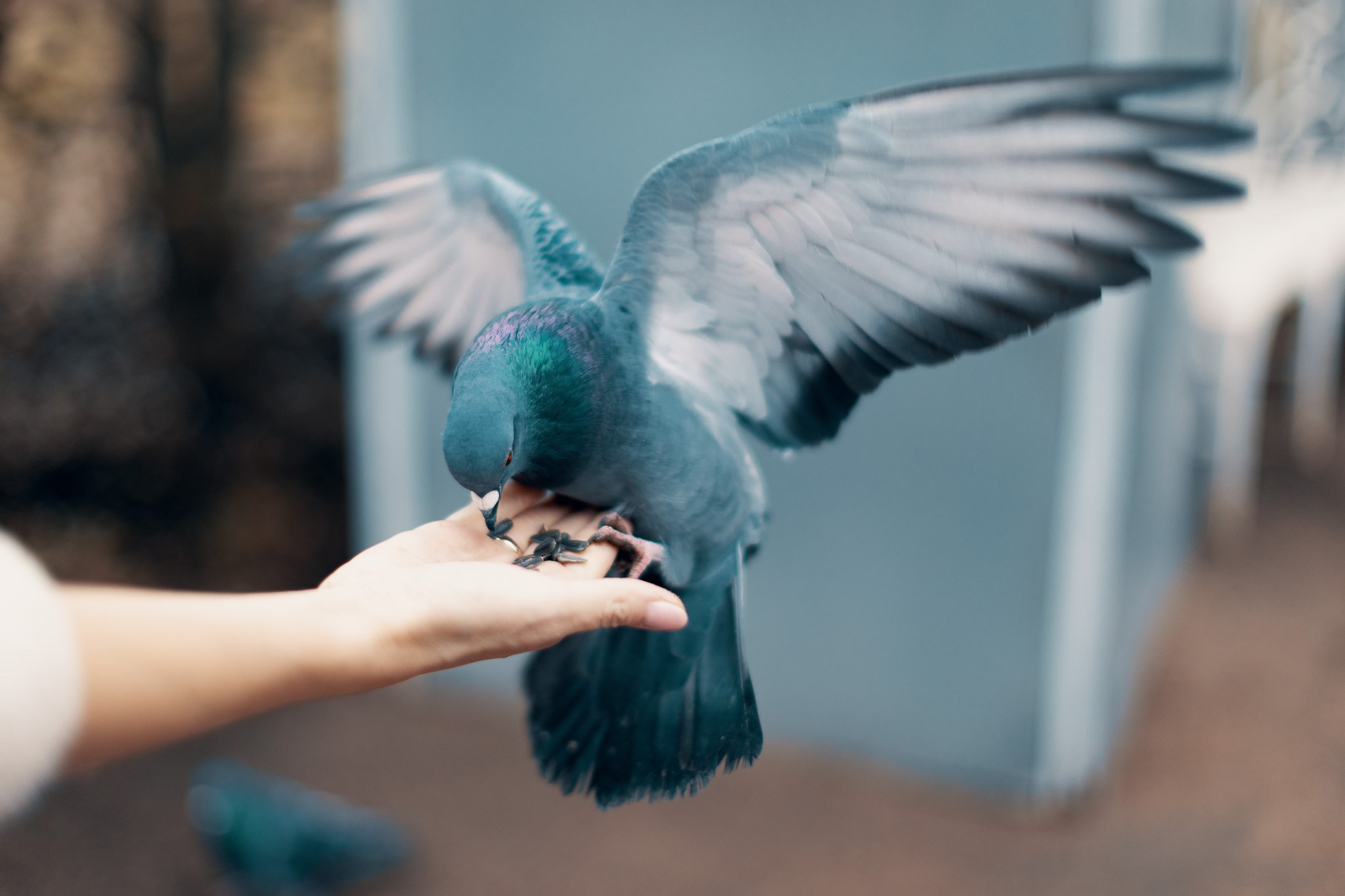Екатерининский Парк (Царское Село). Фотограф Валерий Сабрам
