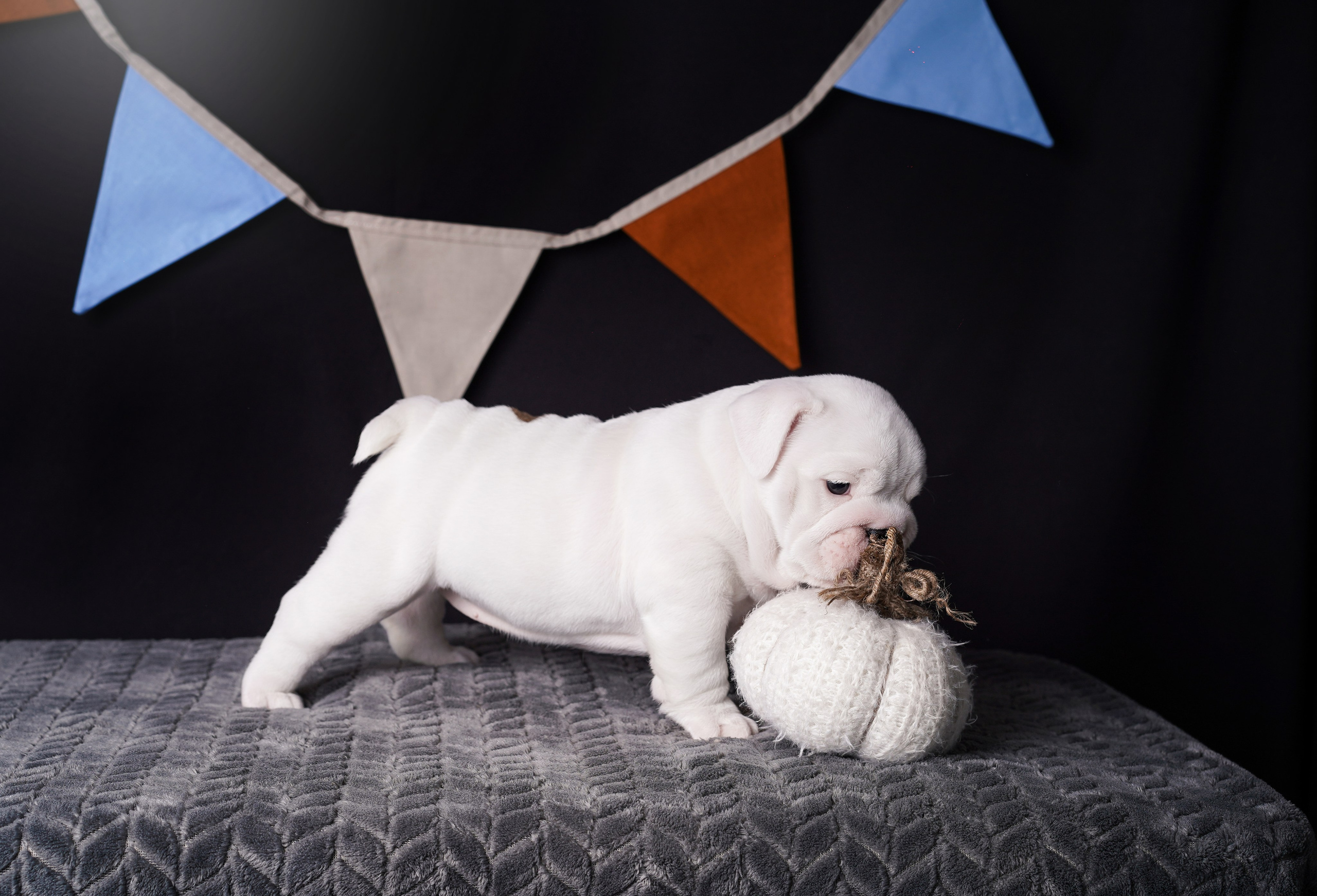 Щенки бульдога. Фотограф-анималист в Санкт-Петербурге Яна Мартынова