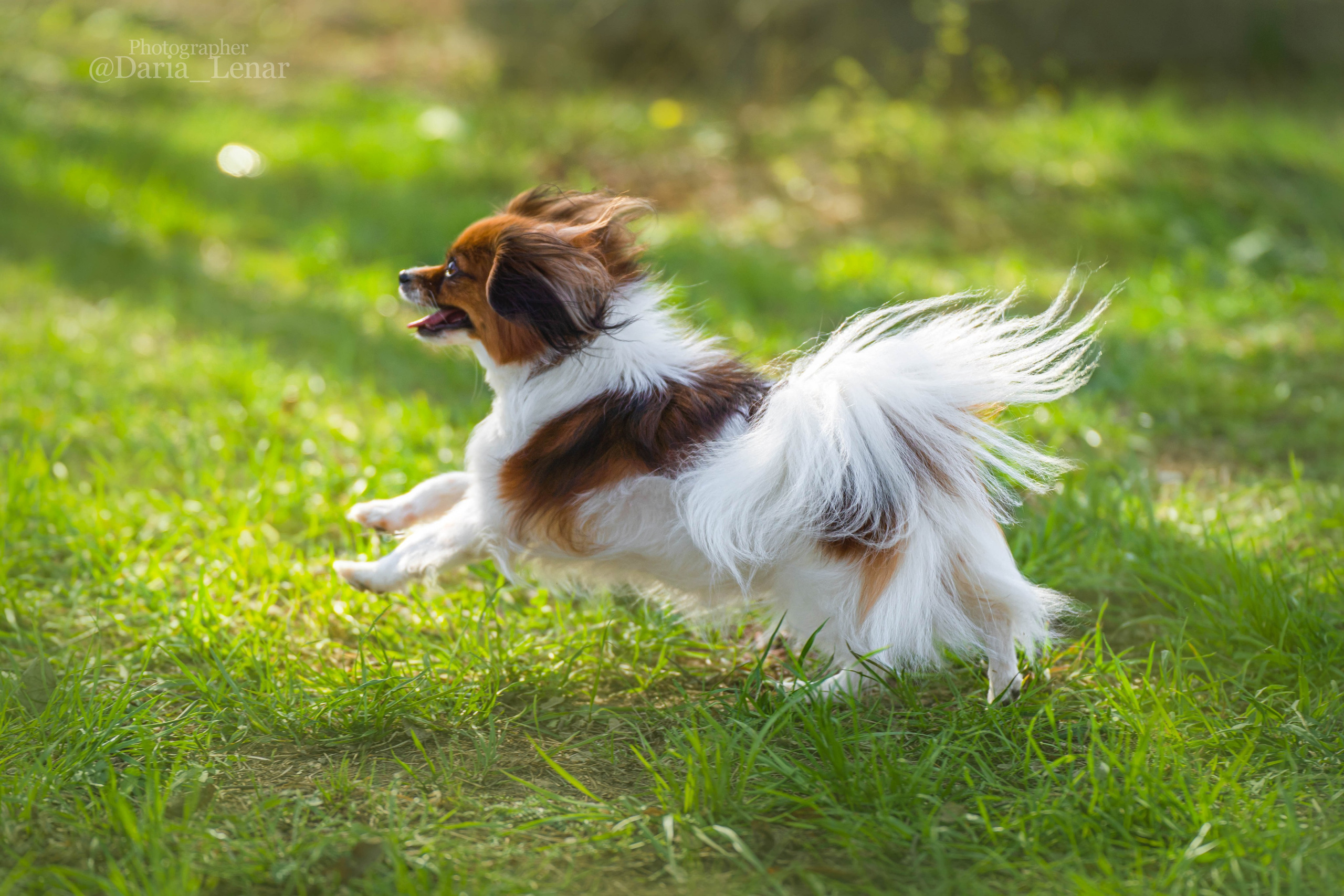 Выставки собак. Фотограф в Москве Ленарская Дарья