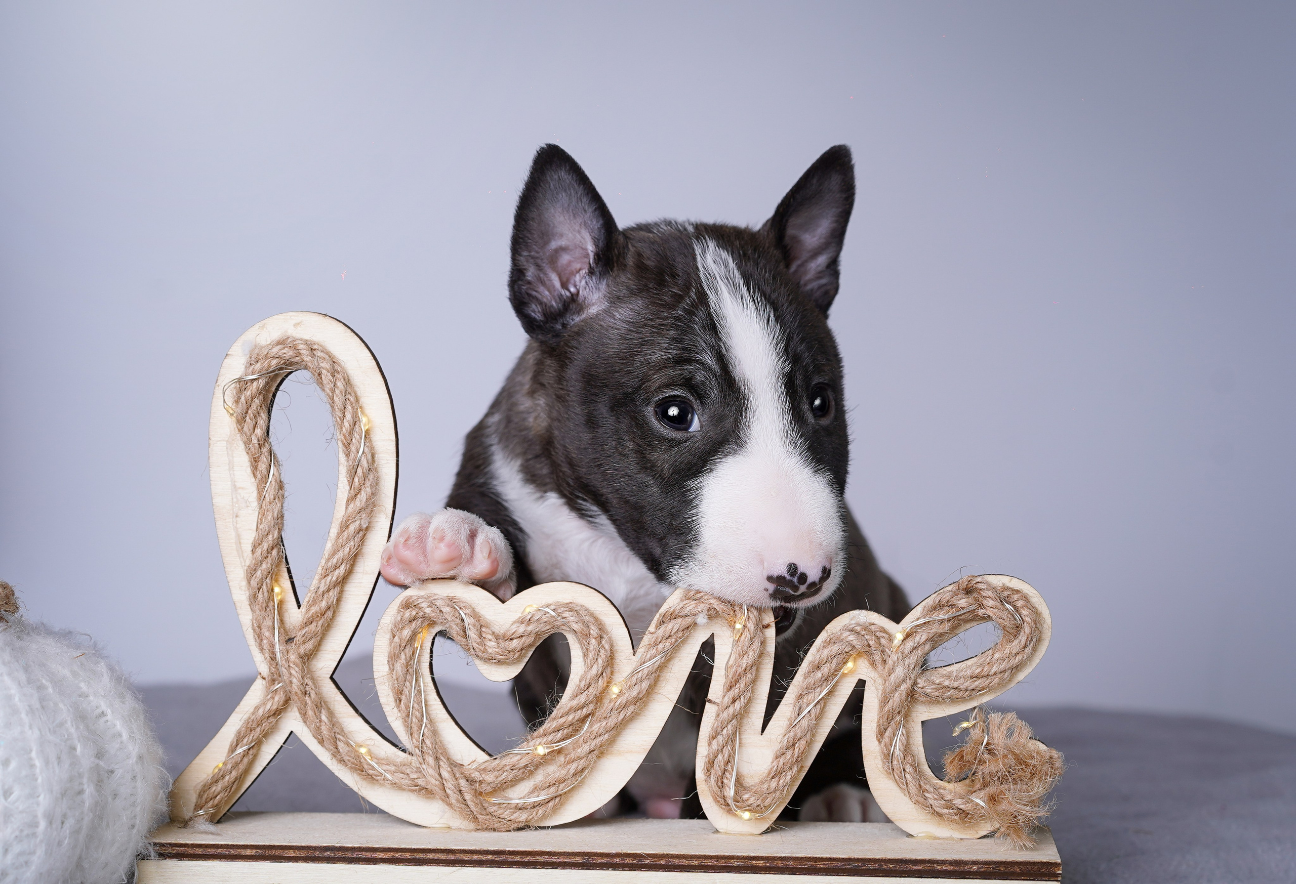 Щенки минибуля. Фотограф-анималист в Санкт-Петербурге Яна Мартынова