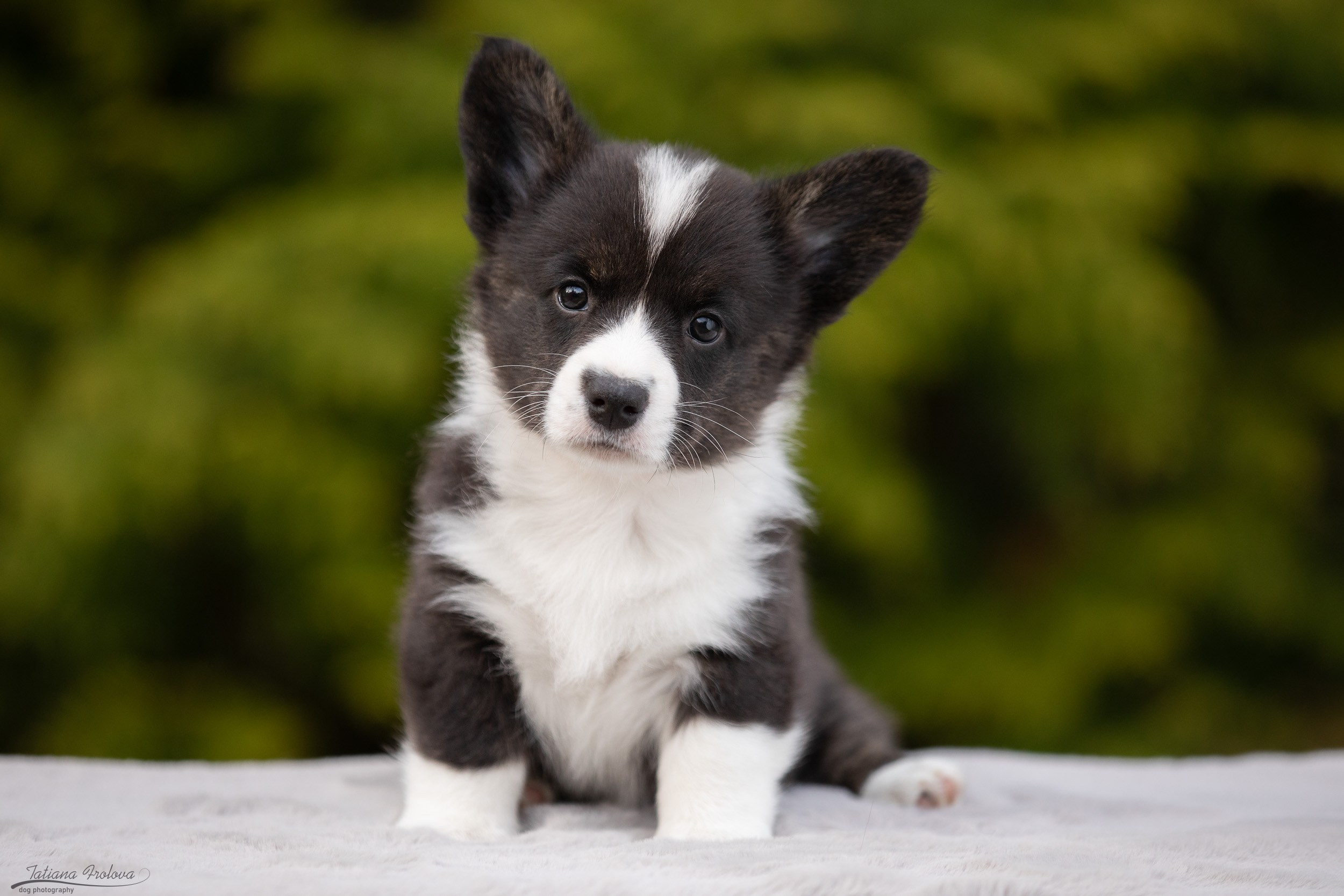 Съемка помета щенков для продажи на улице. Фотограф-анималист в Москве и Московской области Татьяна Фролова