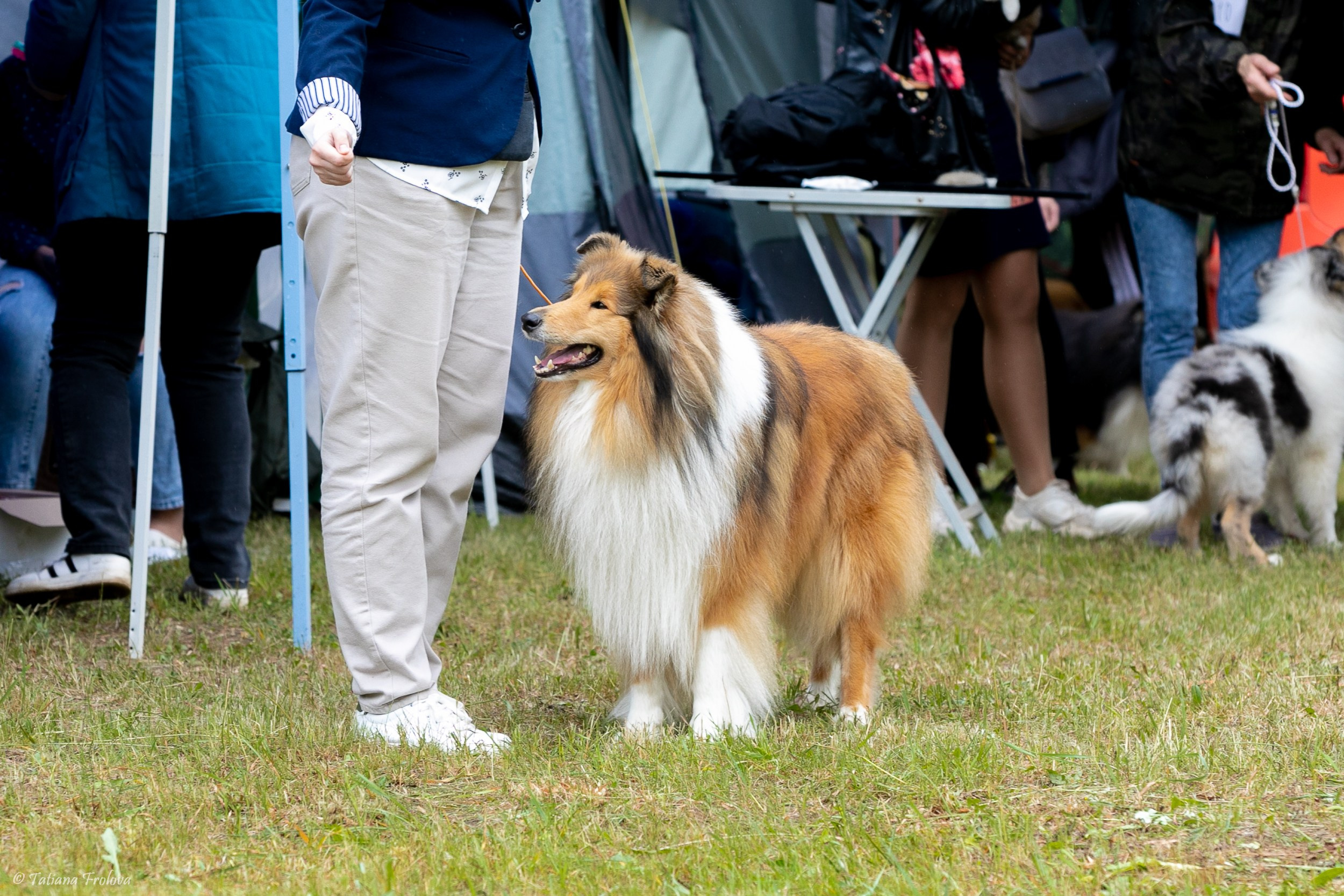 Фотосопровождение выставки собак в Московской области и Москве. Фотограф-анималист в Москве и Московской области Татьяна Фролова