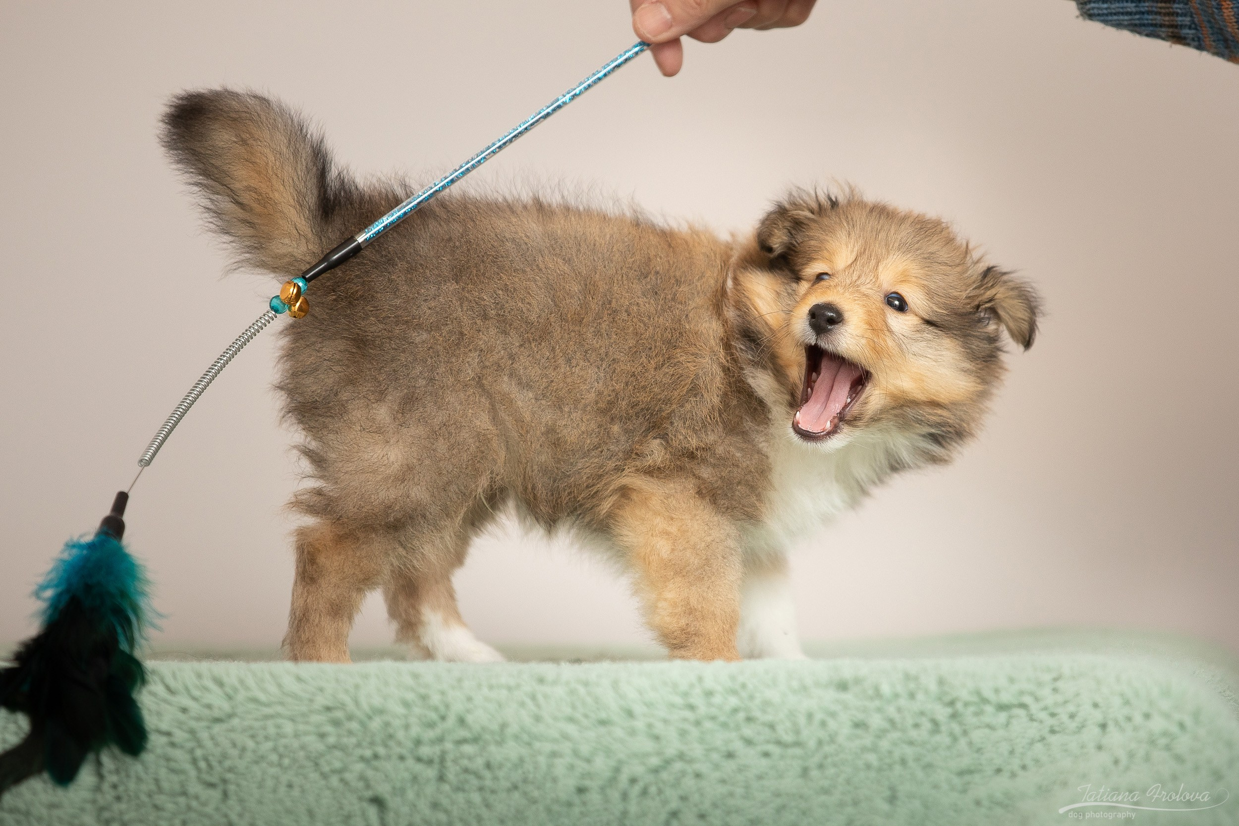 Съёмка щенков дома. Фотограф-анималист в Москве и Московской области Татьяна Фролова